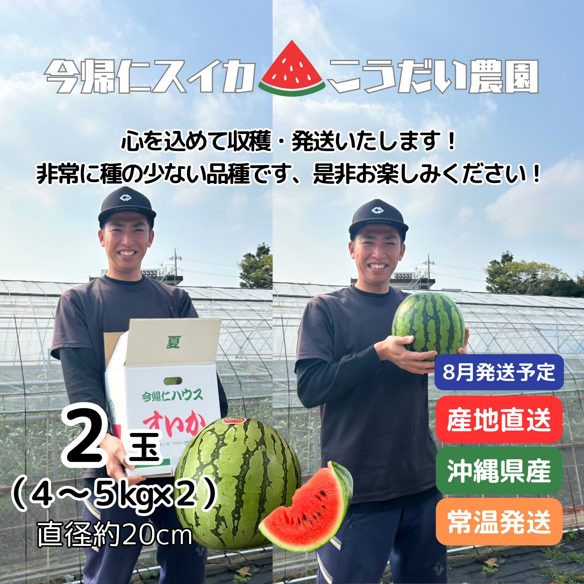 残り僅か！ギフトやイベントにも！沖縄ブランド今帰仁スイカ ２Ｌサイズ 2玉 ギフトやイベントにも！沖縄ブランド今帰仁スイカ秀品2Lサイズ1