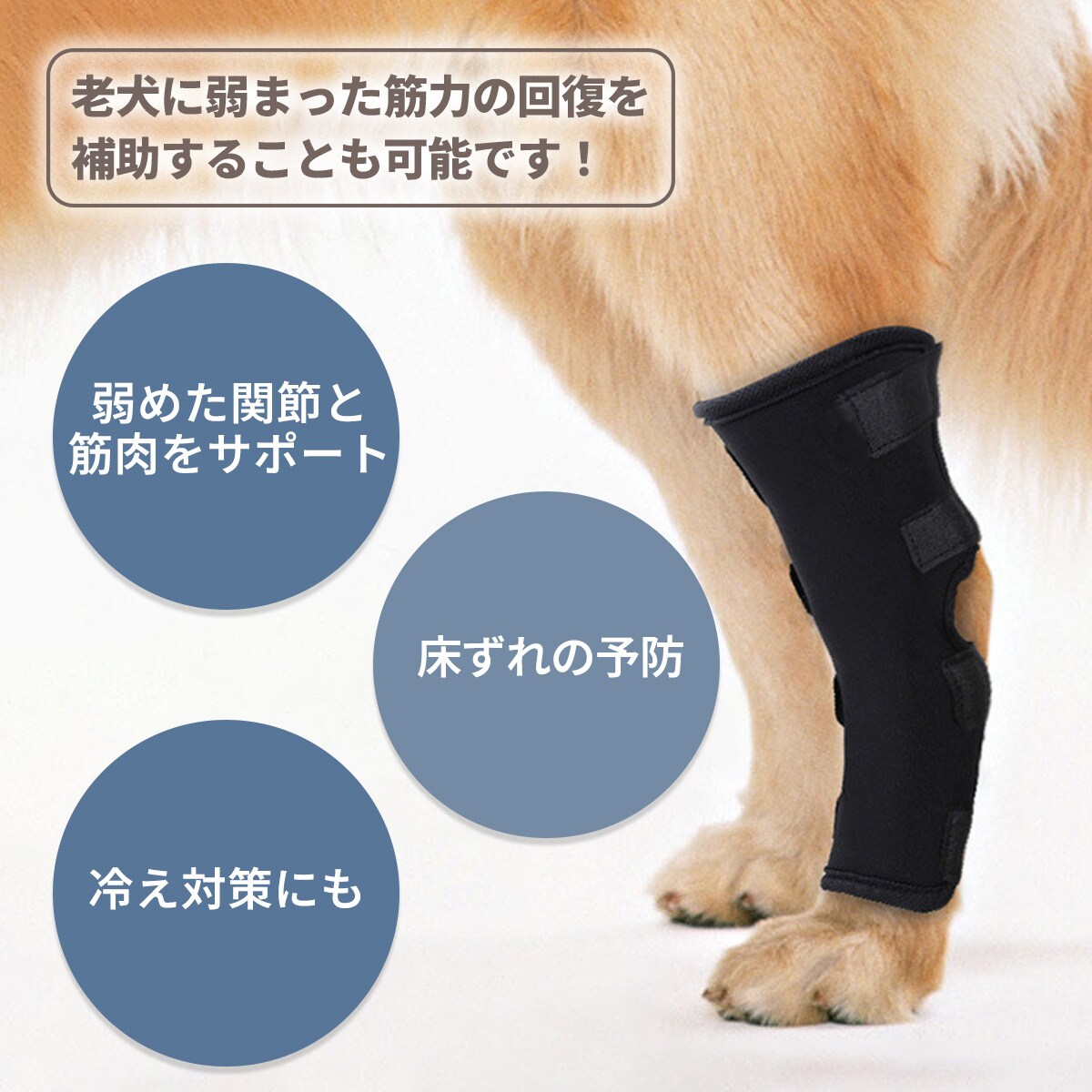 いざという時に役立つ! 犬と猫の骨折・脱臼の初期対応 いざという時に役立つ！ 犬と猫の骨折・脱臼の初期対応 | 本阿彌