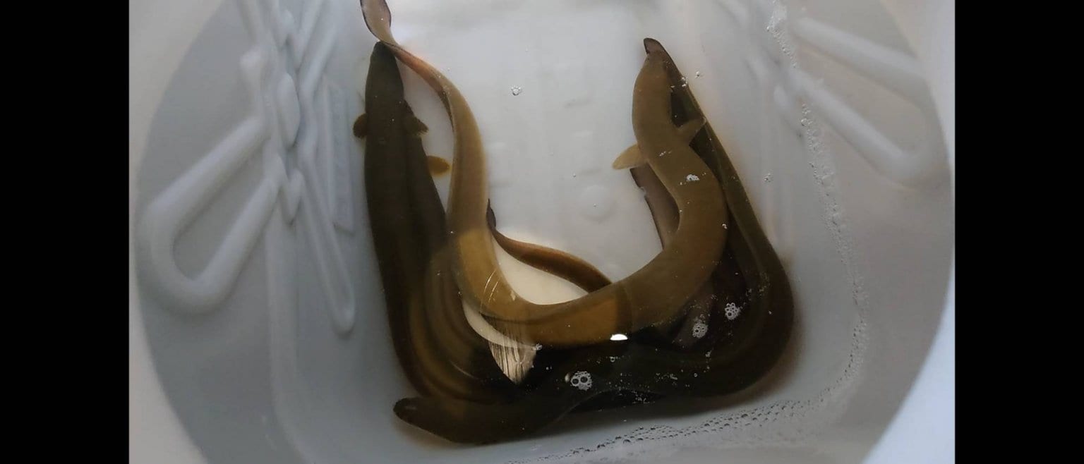 ウナギを一緒に釣りに行くチケット