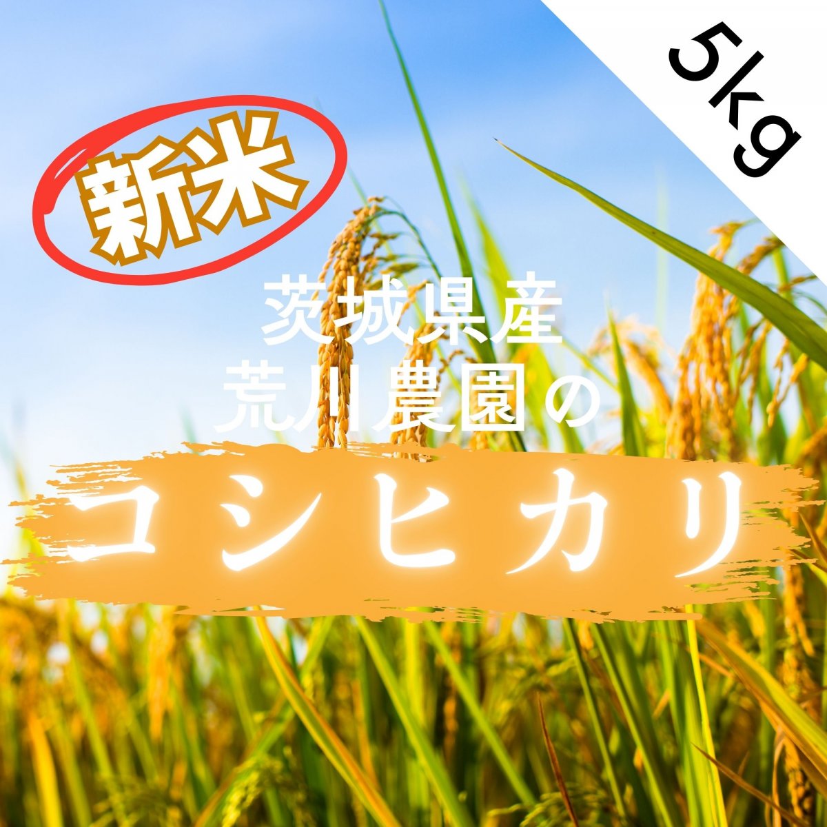 新米入荷！【茨城県産】荒川農園のコシヒカリ 5kg