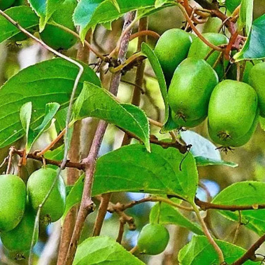 北海道小清水町】コクワ（サルナシ）の実（500g）【自然自生】