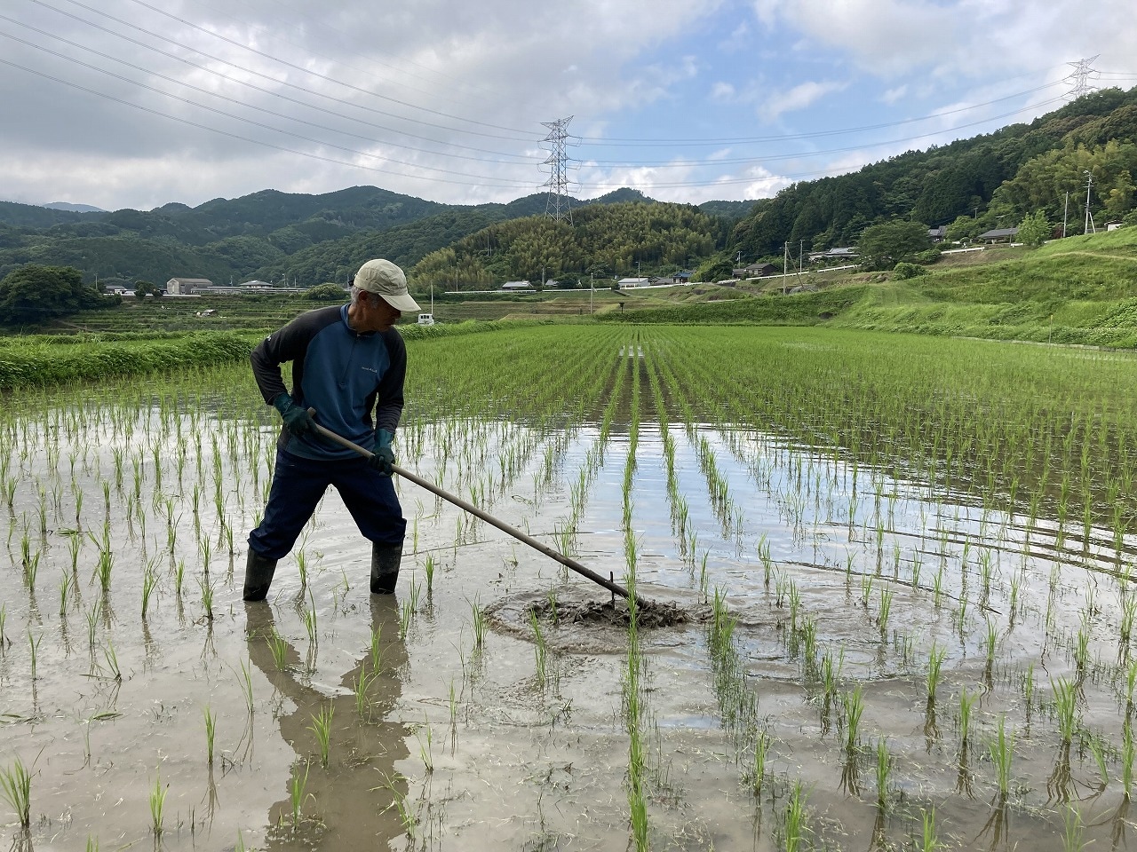 令和5年度新米★自然栽培天日干し米ヒノヒカリ20㌔　愛媛県産 自然栽培米（有機JASヒノヒカリ） 5kg | 渡辺農産