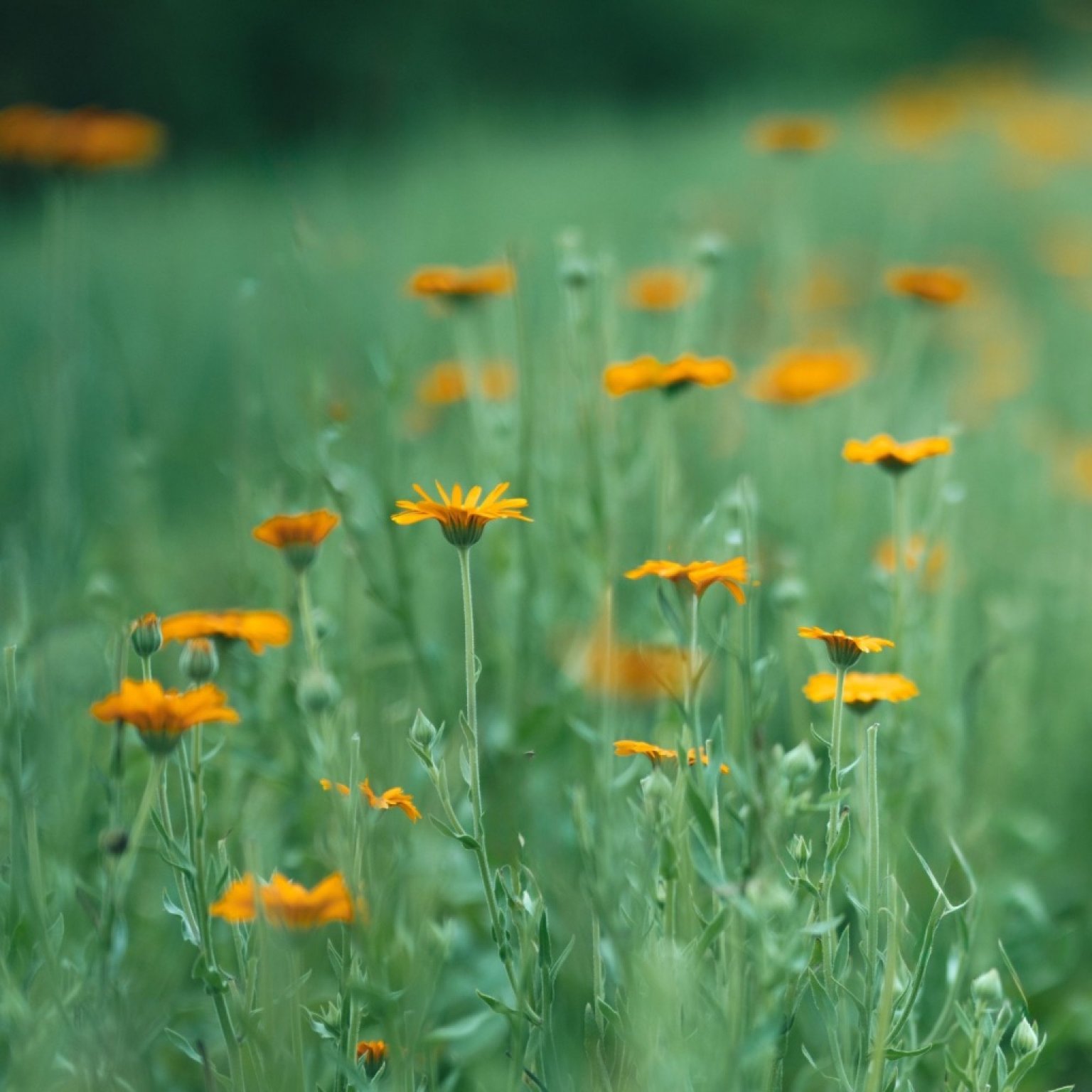 【2/3(火)】ハーブのてしごと「ハーブソルト・カレンデュラ軟膏づくり」
