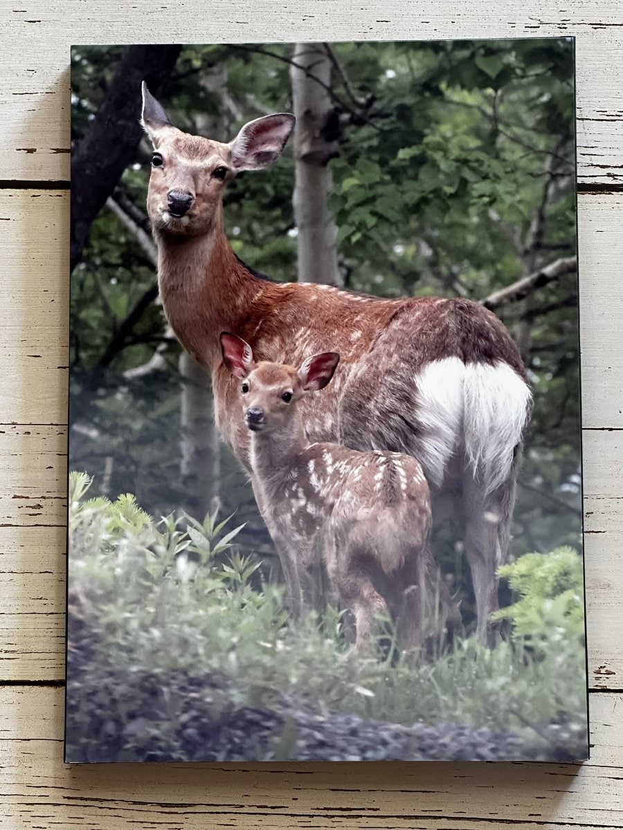 心愛おすすめ　A4写真パネル
