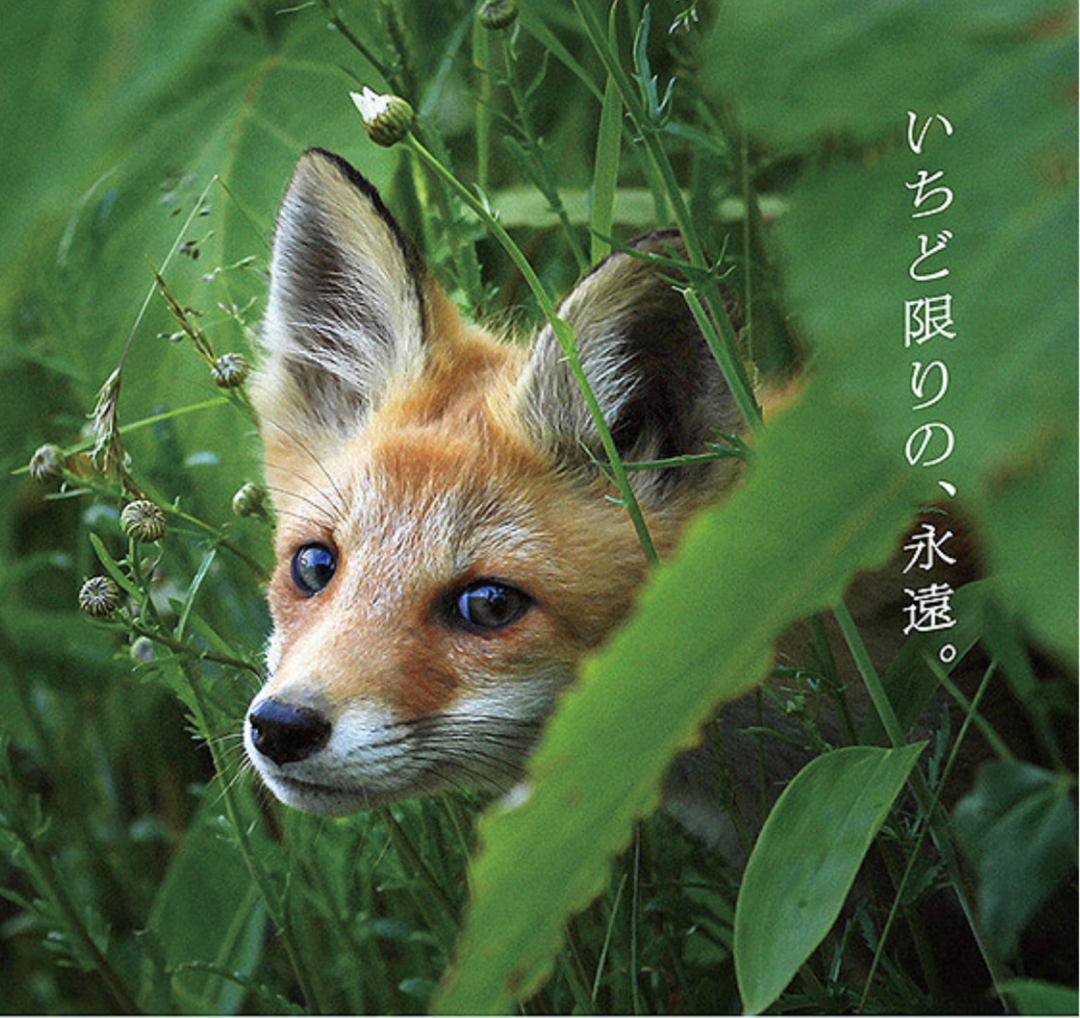 『生きとし生けるもの』上映会　交流会込み　16:30〜
