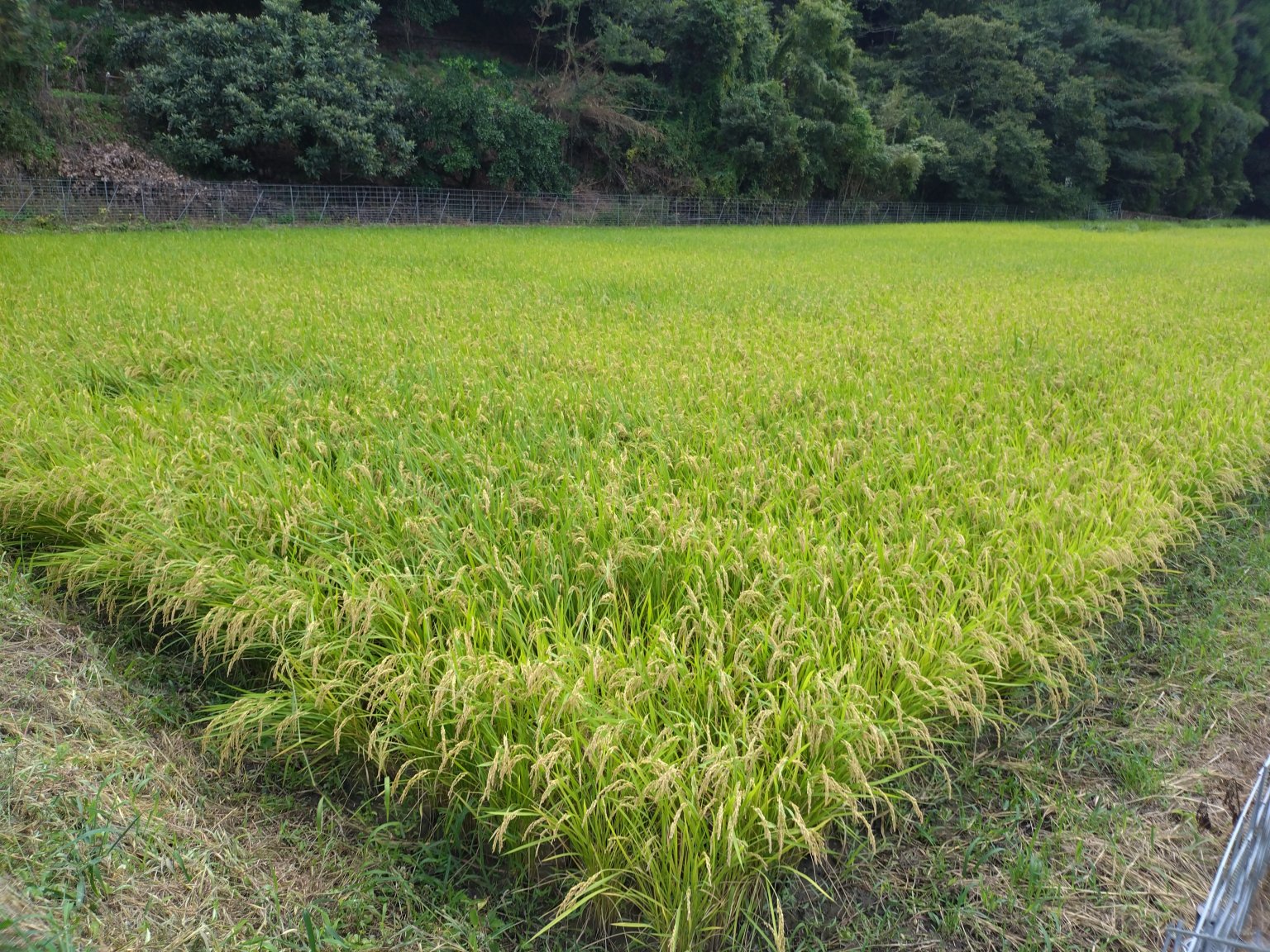 【D様限定】　引換券　佐賀県産  ヒノヒカリ　玄米　30kg