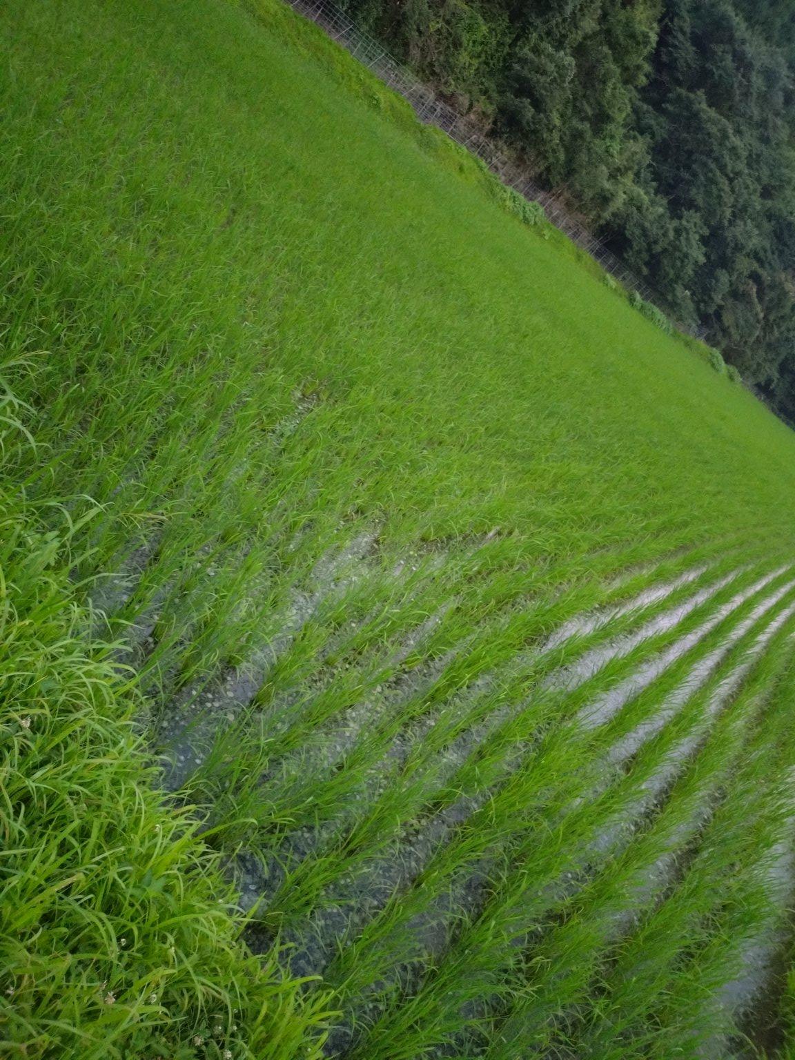 【D様限定】　引換券　佐賀県産  ヒノヒカリ　玄米　30kg