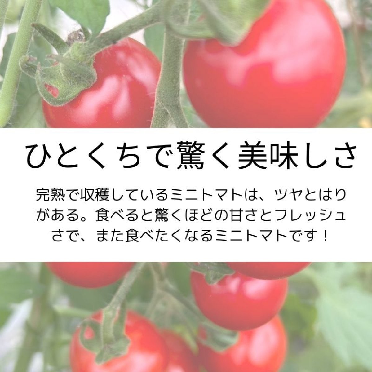CHEF様専用ページ