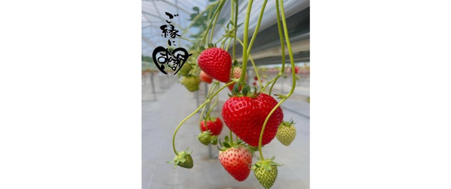 いちご狩り｜大人（中学生以上）