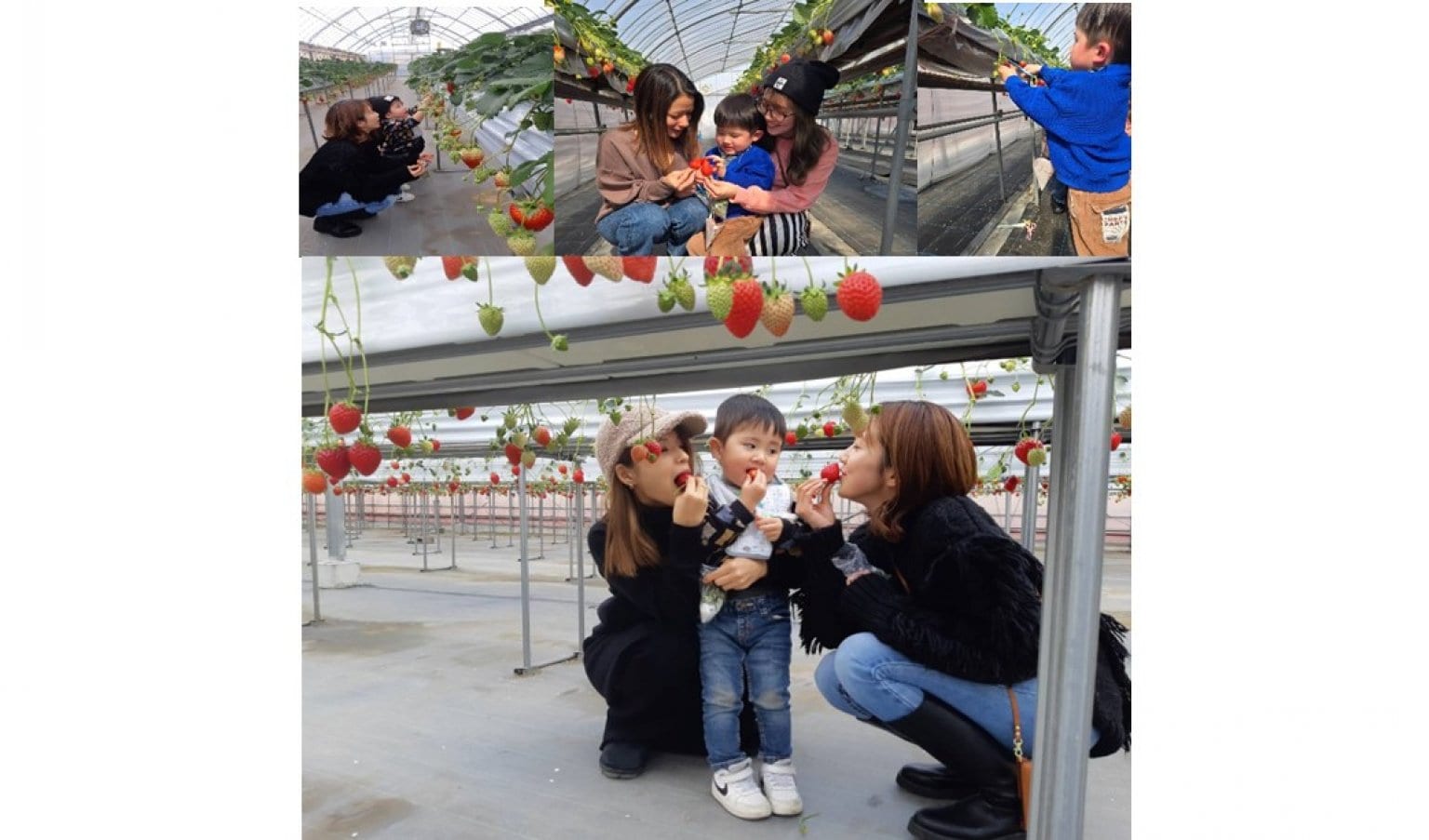 いちご狩り｜大人（中学生以上）