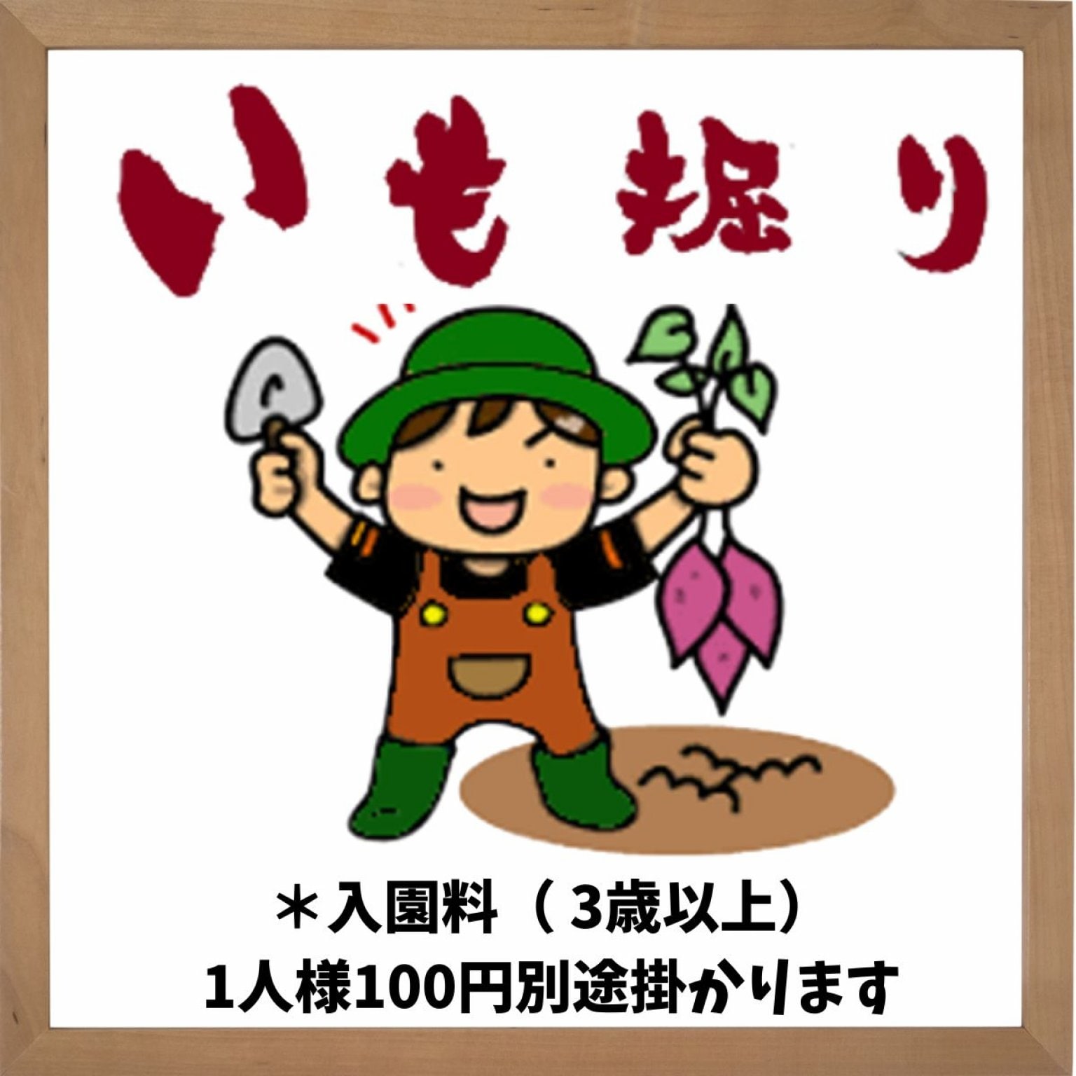 さつまいも掘り体験【１株５００円】