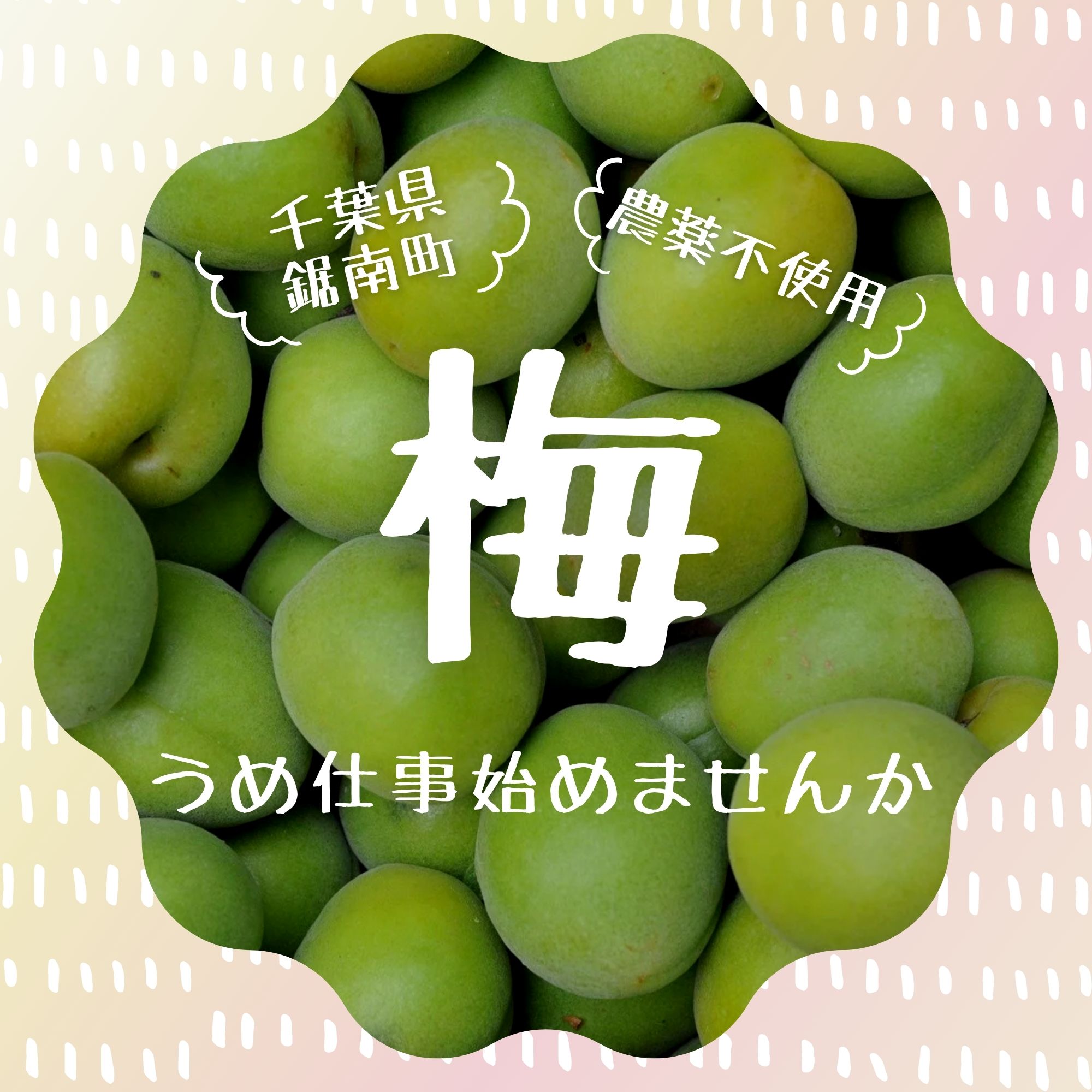 【農薬不使用】　6/8.9（日月）　南高梅　産地直送　もぎたて 農薬不使用】 6/8.9（日月） 南高梅 産地直送 もぎたて （手採り