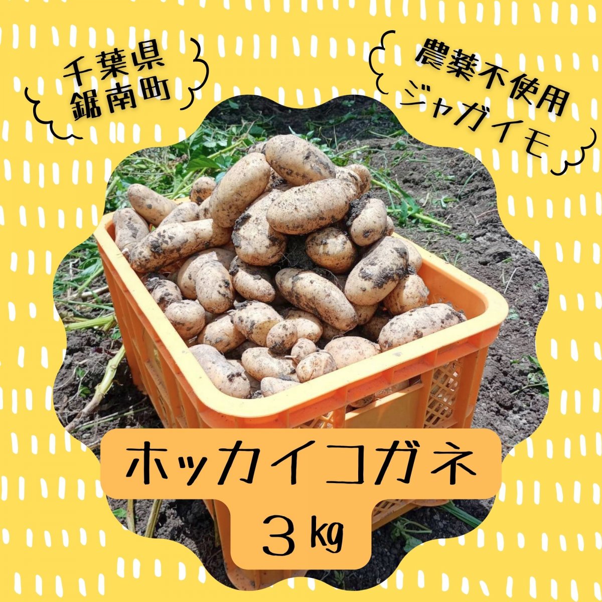 【高ポイント】【農薬不使用】ジャガイモ ホッカイコガネ３ｋｇ 週末農家ゆず屋 フライドポテト 新じゃが ブラックソルトおまけつき千葉県鋸南町