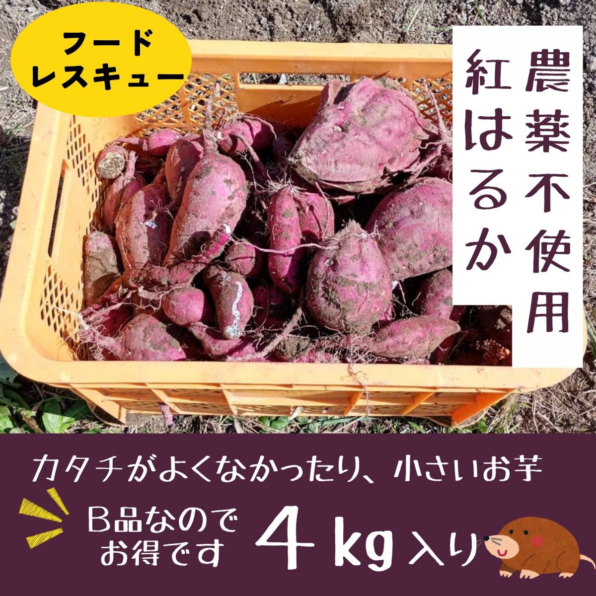 【高ポイント】【フードレスキュー】B品さつまいも 紅はるか ４㎏ 農薬不使用 有機肥料 千葉県鋸南町 週末農家ゆず屋 ヤマト80サイズ
