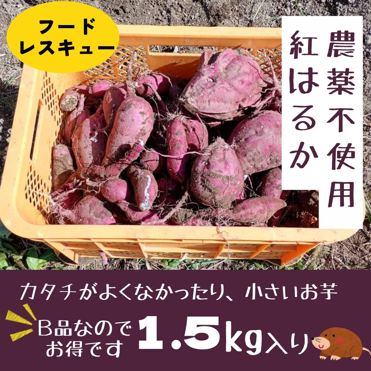 【高ポイント】【フードレスキュー】B品さつまいも 紅はるか 1.5㎏ 農薬不使用 有機肥料 千葉県鋸南町 週末農家ゆず屋 ヤマト60サイズ