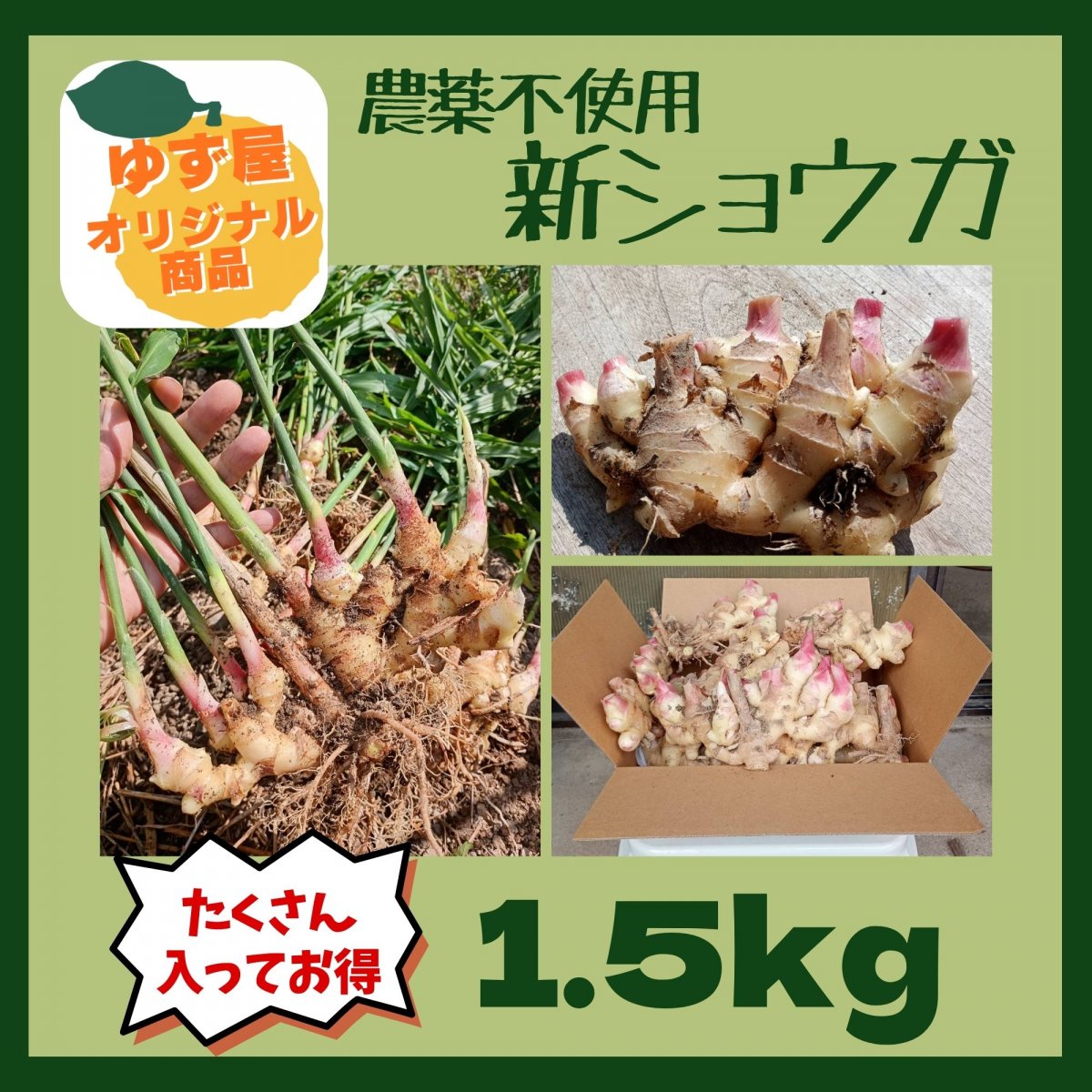 【高ポイント】農薬不使用 新ショウガ 1.5kg 千葉県鋸南町 週末農家ゆず屋 ヤマト60サイズ