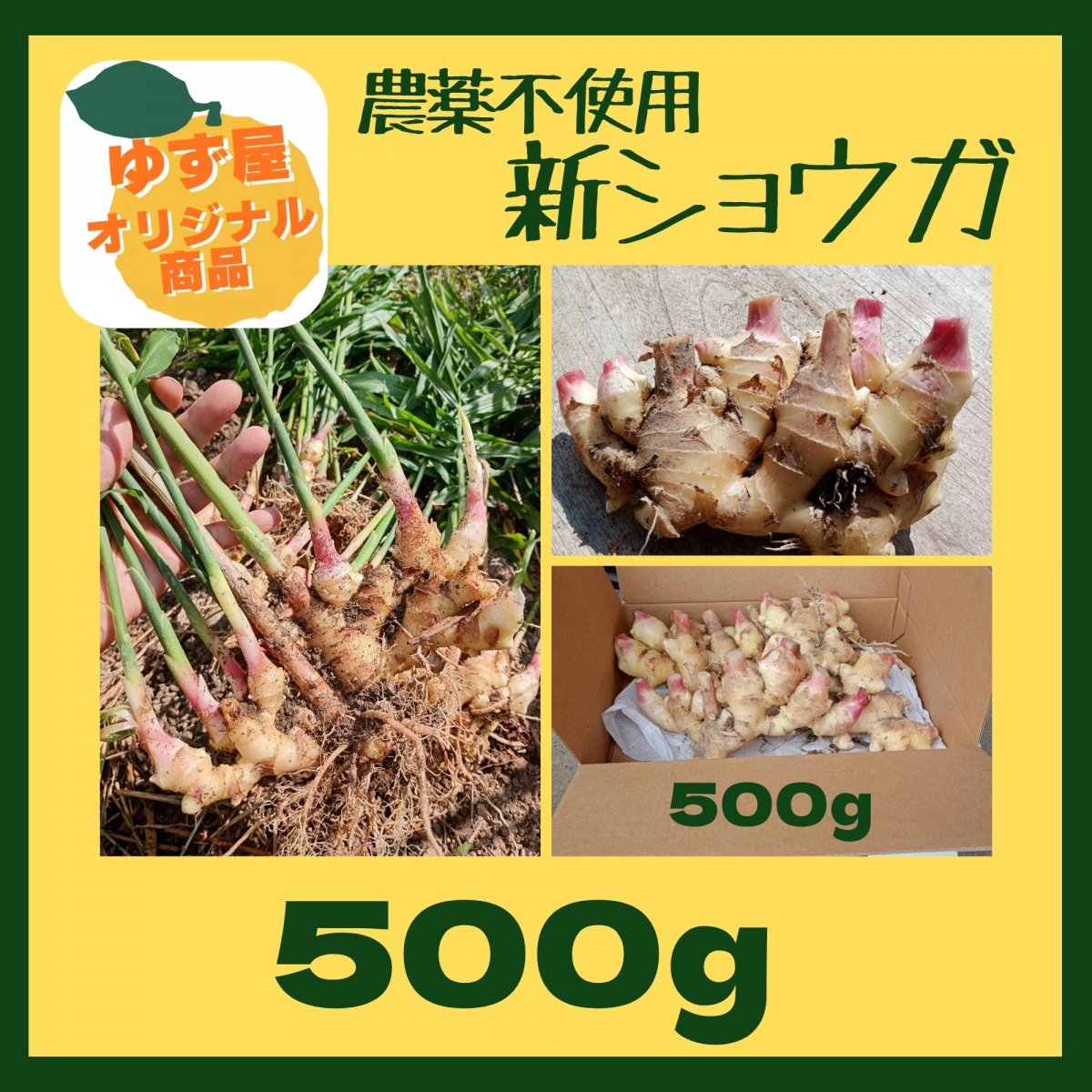 【送料無料】農薬不使用 新ショウガ 500g 千葉県鋸南町 週末農家ゆず屋 レターパックプラス