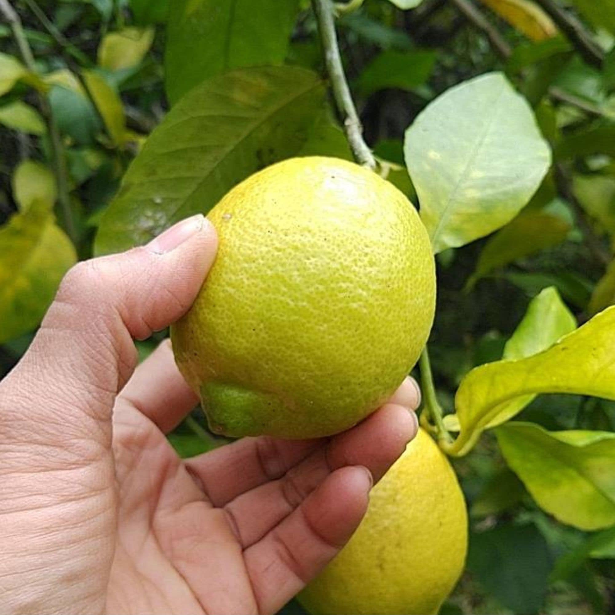 5.5(月)出荷　20kg樹成完熟そばかすレモン　無選別　低農薬　香川県仁尾 高ポイント】農薬不使用レモン 4kg 千葉県鋸南町産 週末農家ゆず屋