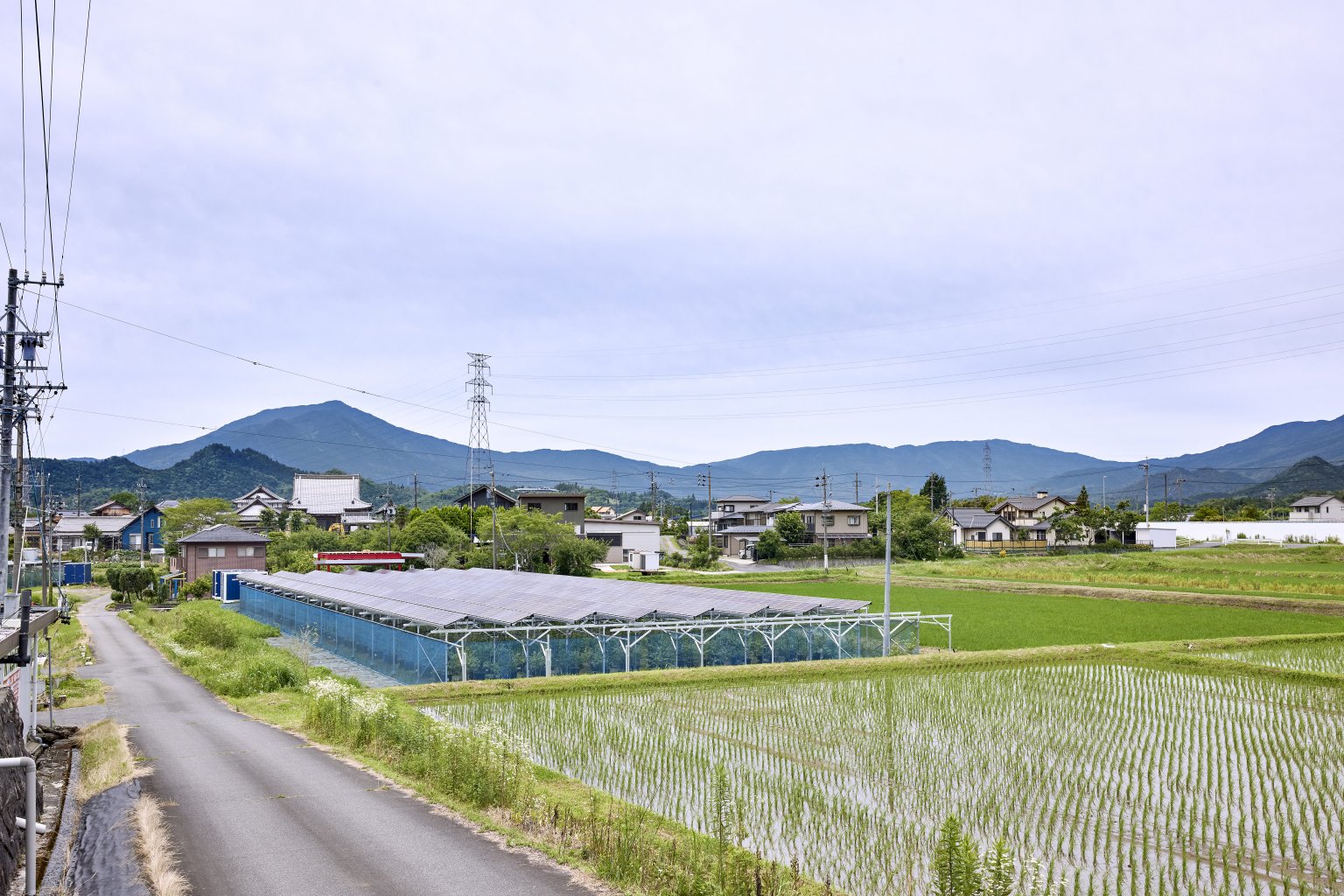 ブルーベリー狩り60分食べ放題コース / 大人  2400円/6/15〜8/15