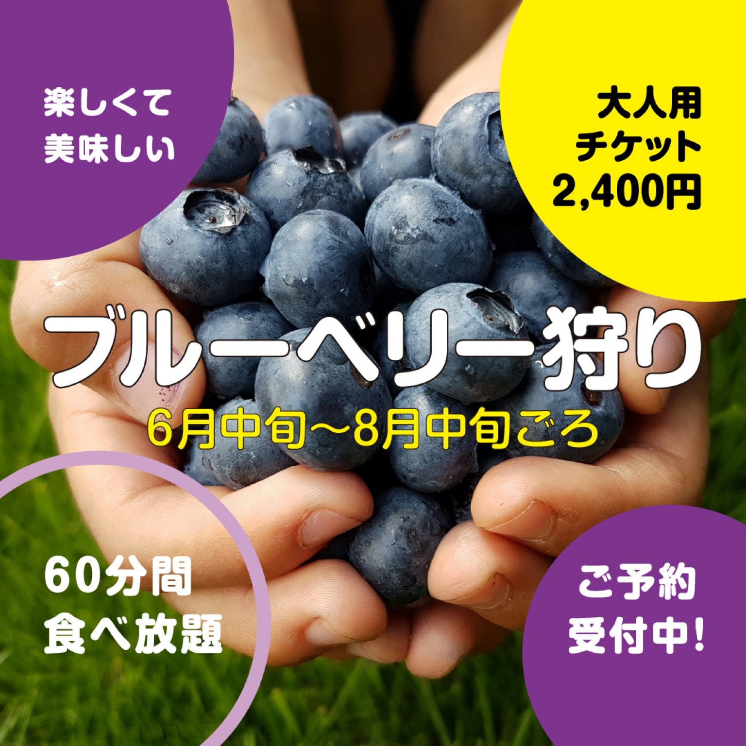 ブルーベリー狩り60分食べ放題コース / 大人  2400円/6/15〜8/15