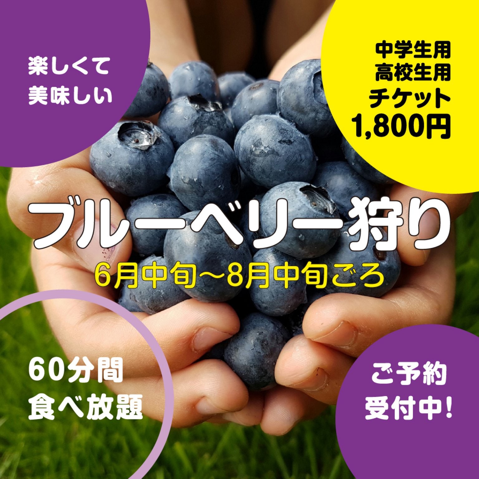 ブルーベリー狩り60分食べ放題コース / 中学生・高校生1800円 /6/15〜8/15