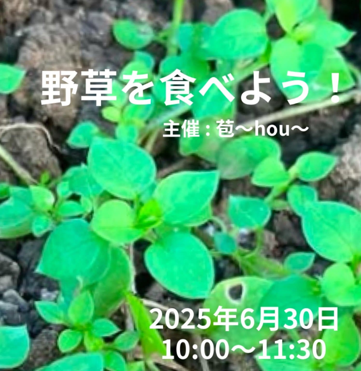 野草を食べよう‼︎