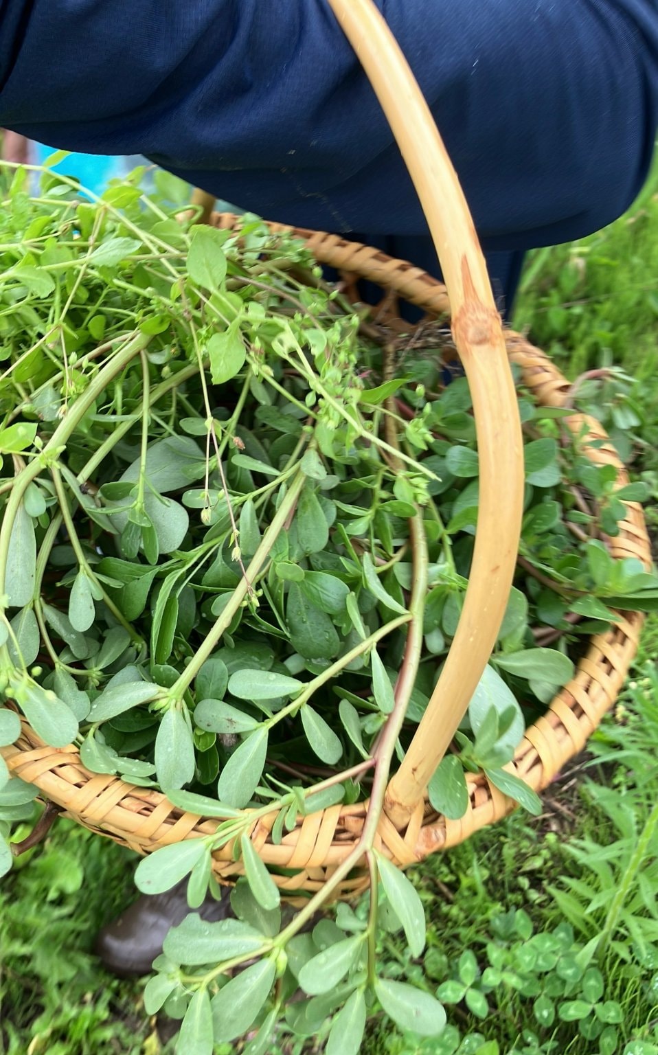 野草を食べよう‼︎