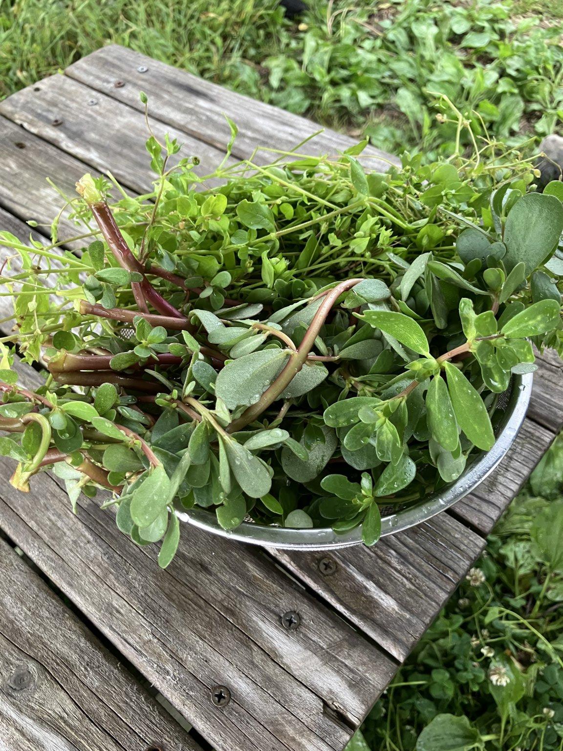 野草を食べよう‼︎