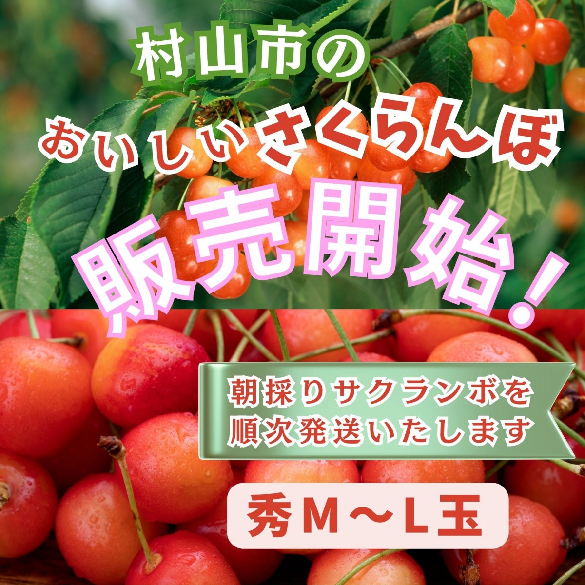限定１k✖️20箱・村山市のおいしいサクランボ/朝採りを農園から直送 ・佐藤錦秀M玉〜L玉バラ詰