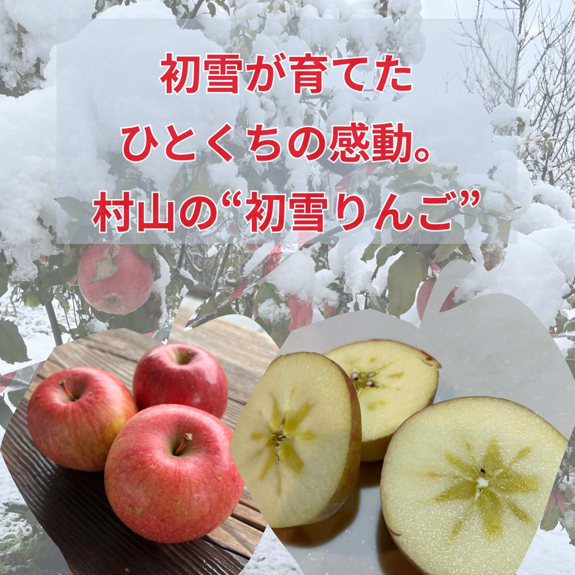 初雪が育てた、ひとくちの感動サンふじ 山形県村山市の“初雪りんご