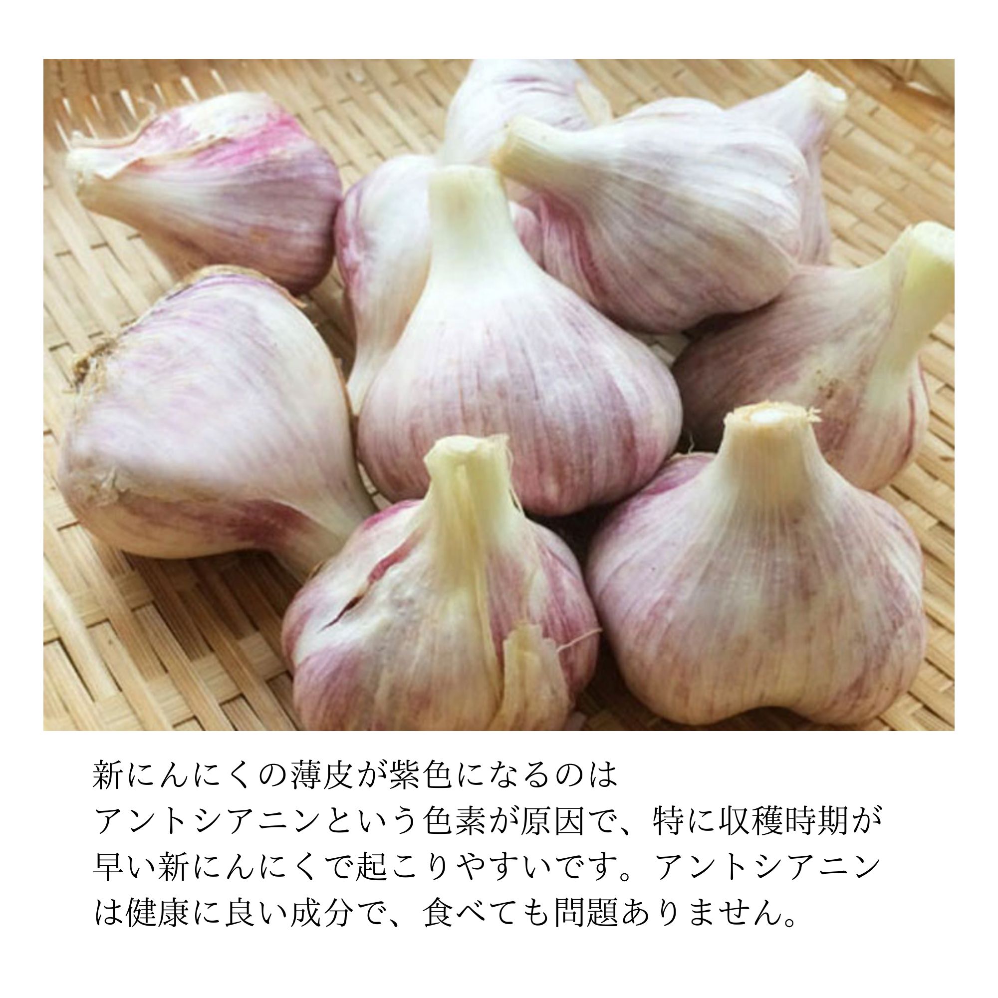 新ニンニク 1kg サイズフリー / 農薬不使用 米ぬか発酵肥料