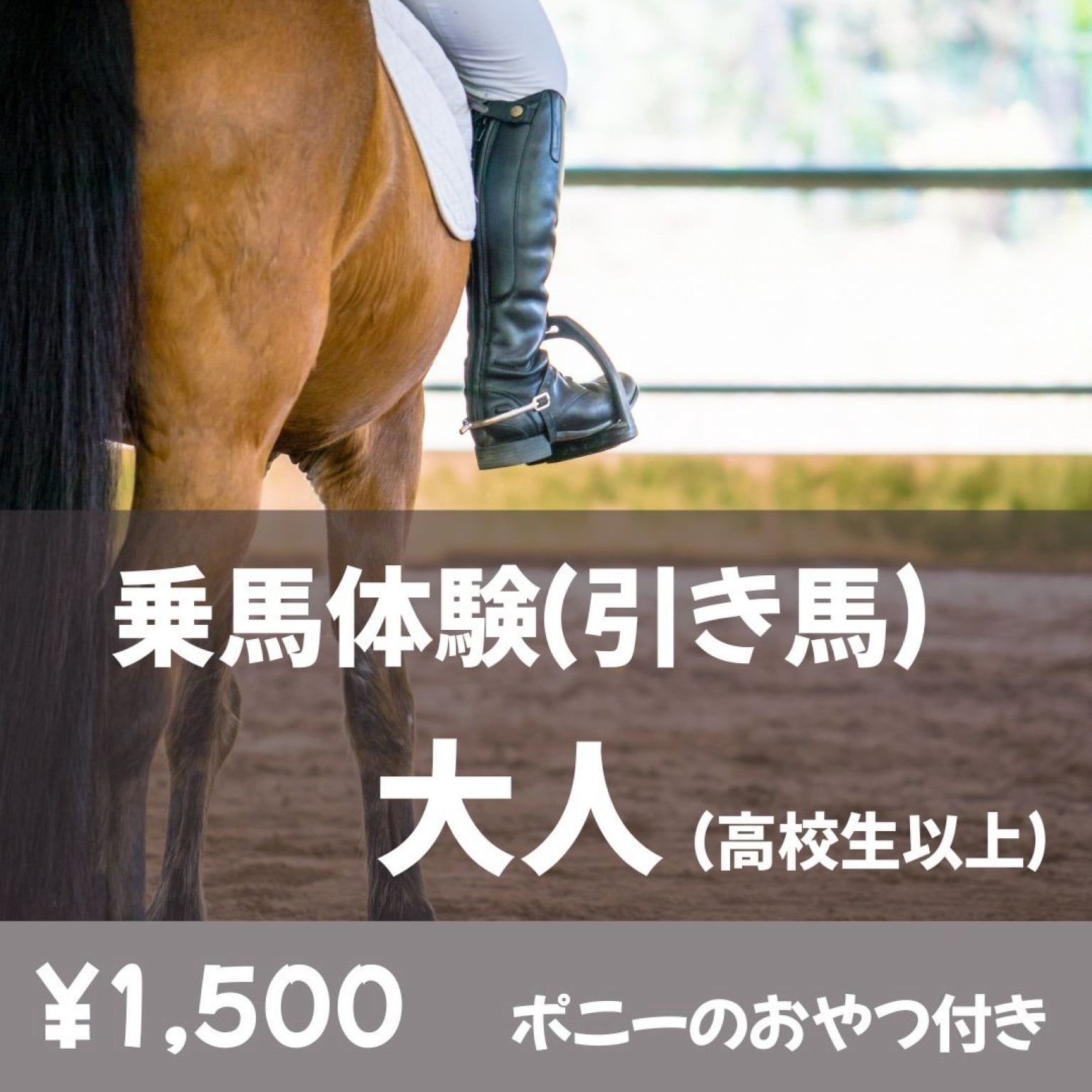 乗馬体験_引き馬　大人【高校生以上】チケット（70㎏以下）