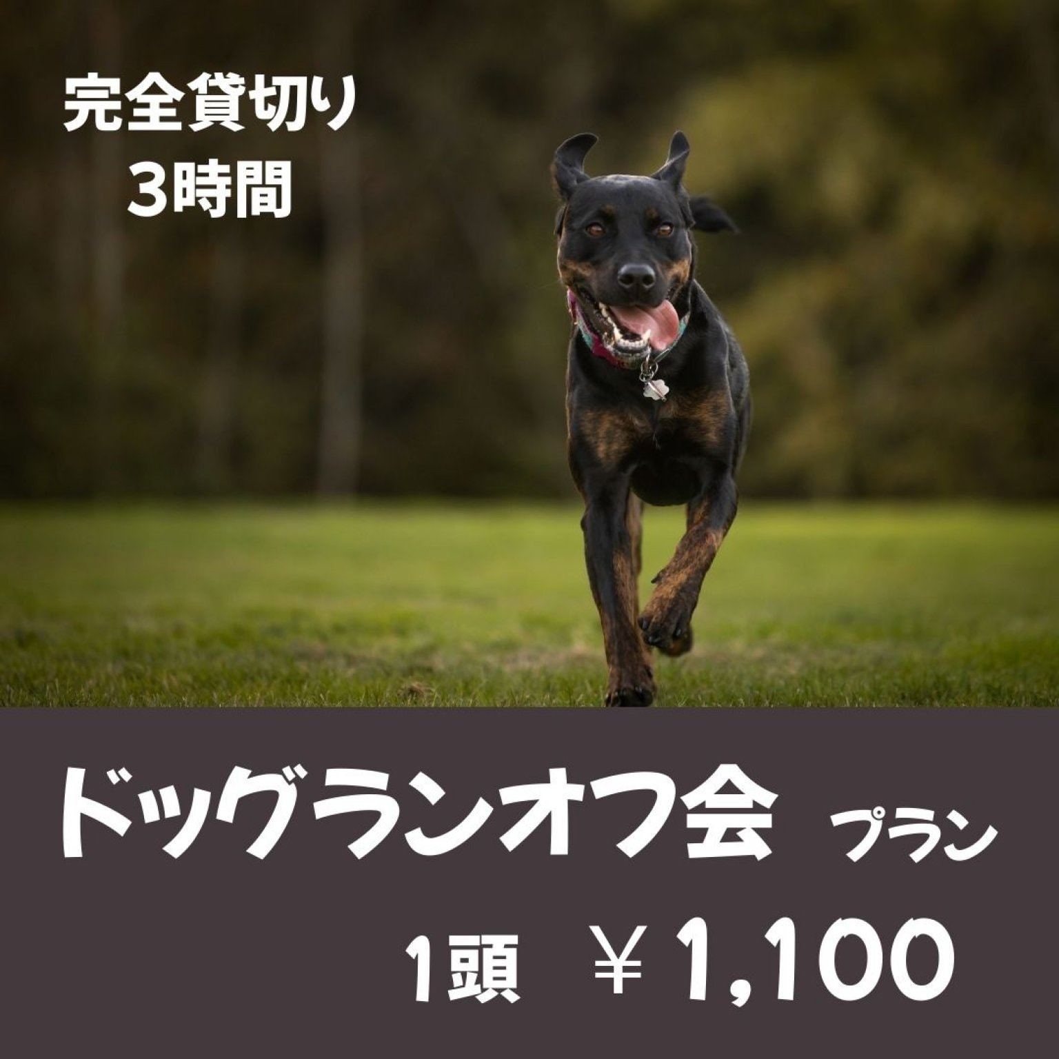 ドッグラン_オフ会プラン（1頭 ）※完全貸切り3時間