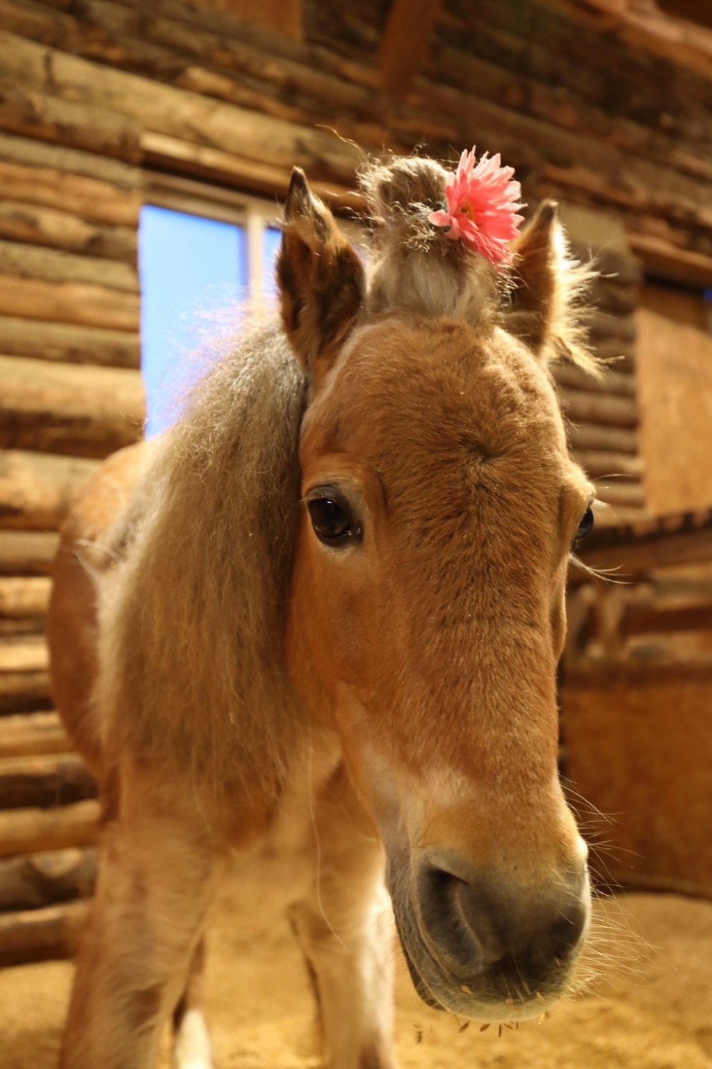 個人サポーター