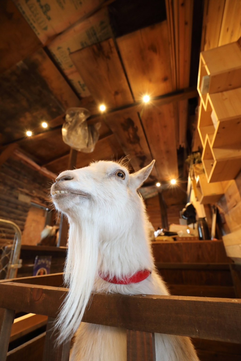 個人サポーター