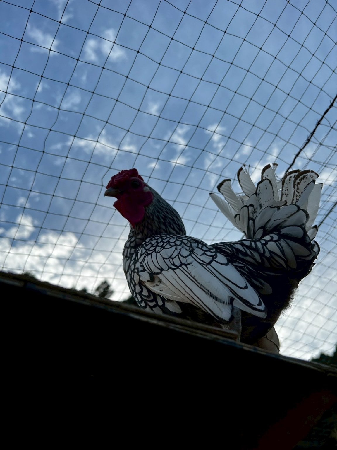 個人サポーター