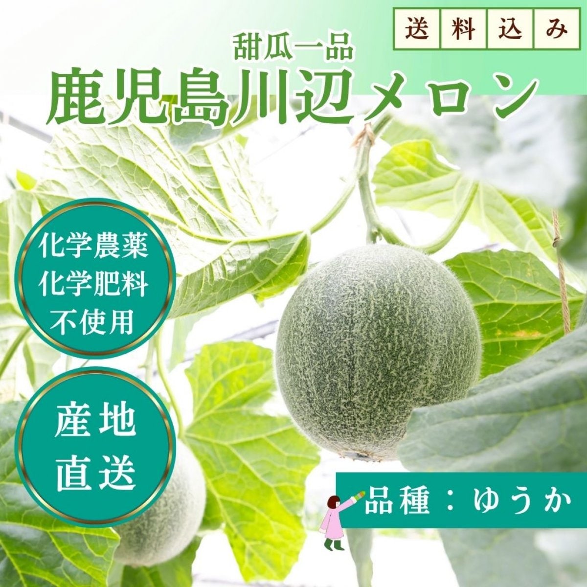 【2025年6月発送】無農薬・無化学肥料 川辺メロン（ゆうか）高糖度＆香り豊かな贈答品にも人気の逸品！