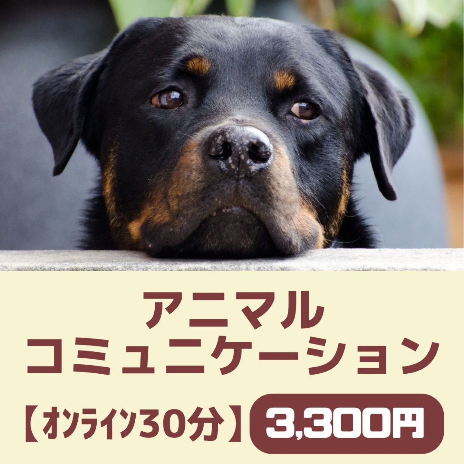 アニマルコミュニケーション《オンラインセッション30分》ペットの気持ちを聞いてみませんか？