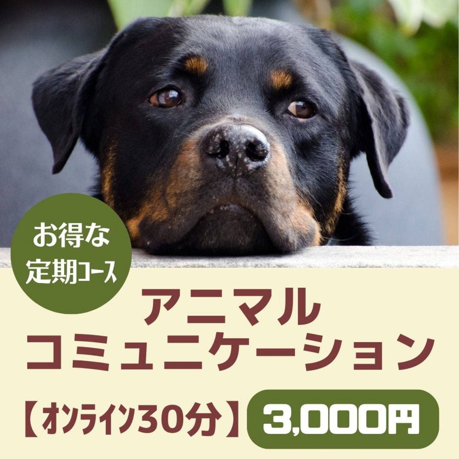 毎月コース/アニマルコミュニケーション《オンラインセッション30分》ペットの気持ちを聞いてみよう！