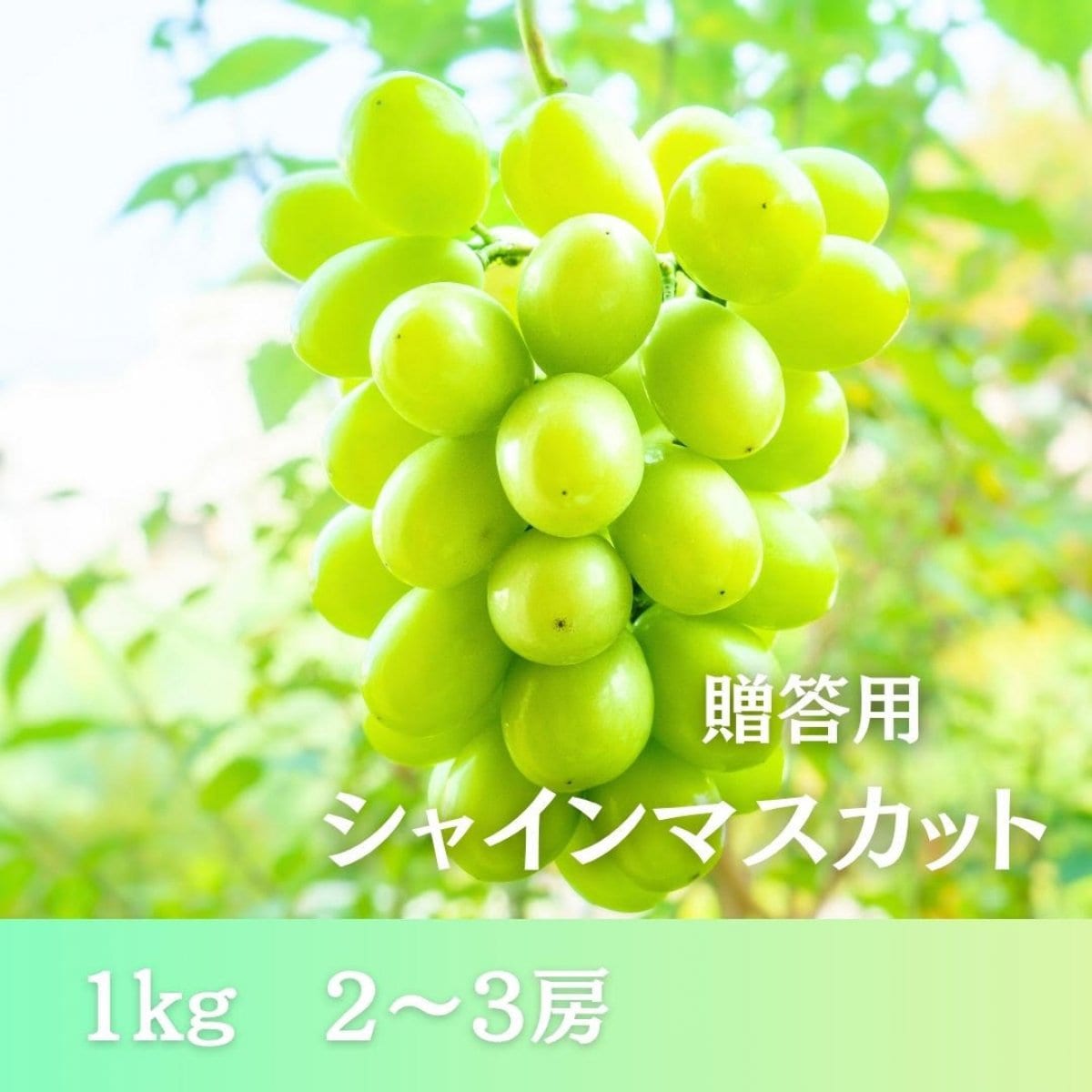 贈答用シャインマスカット【１㎏前後　２〜３房】青森県産