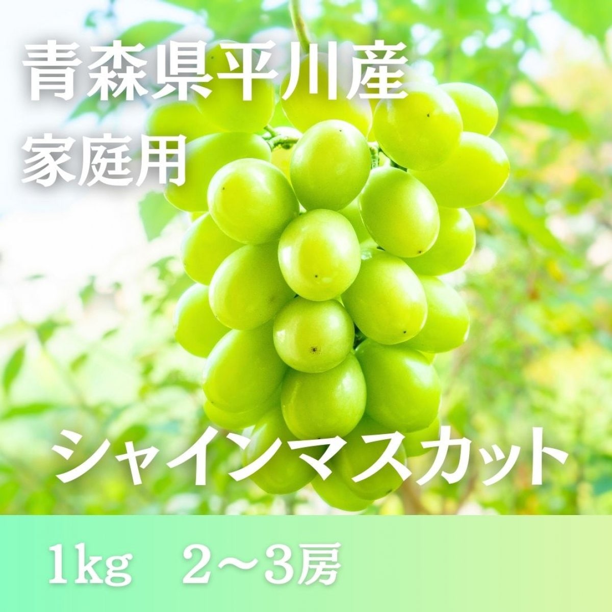 家庭用シャインマスカット【１㎏前後　２〜３房】青森県産