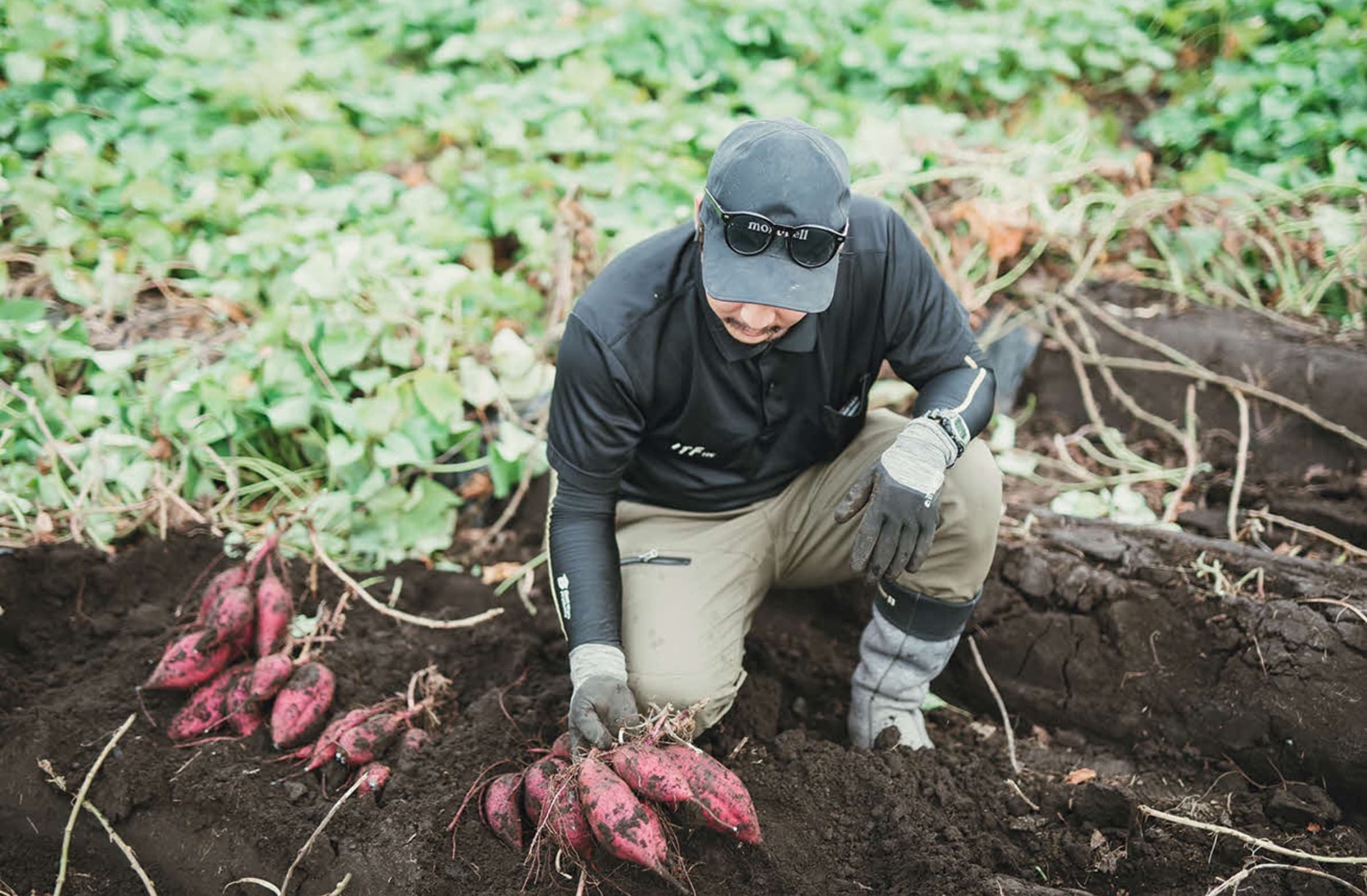 えっぐのっぐ！熊本県産　熟成紅はるかA品Mサイズ20キロ 熊本県産 大津 べにはるか 紅はるか サイズ指定無し 20kg(送料無料
