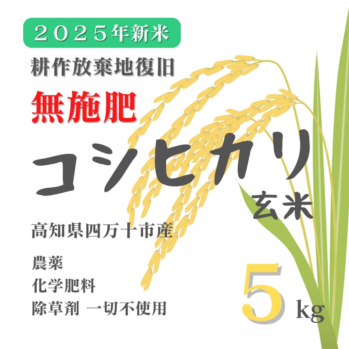 【高ポイント】★無施肥 耕作放棄地復旧 2025新米 コシヒカリ玄米 5kg 農薬・化学肥料・除草剤不使用 農家直送 高知県四万十市産 蕨岡の百姓 福留壯 自然栽培