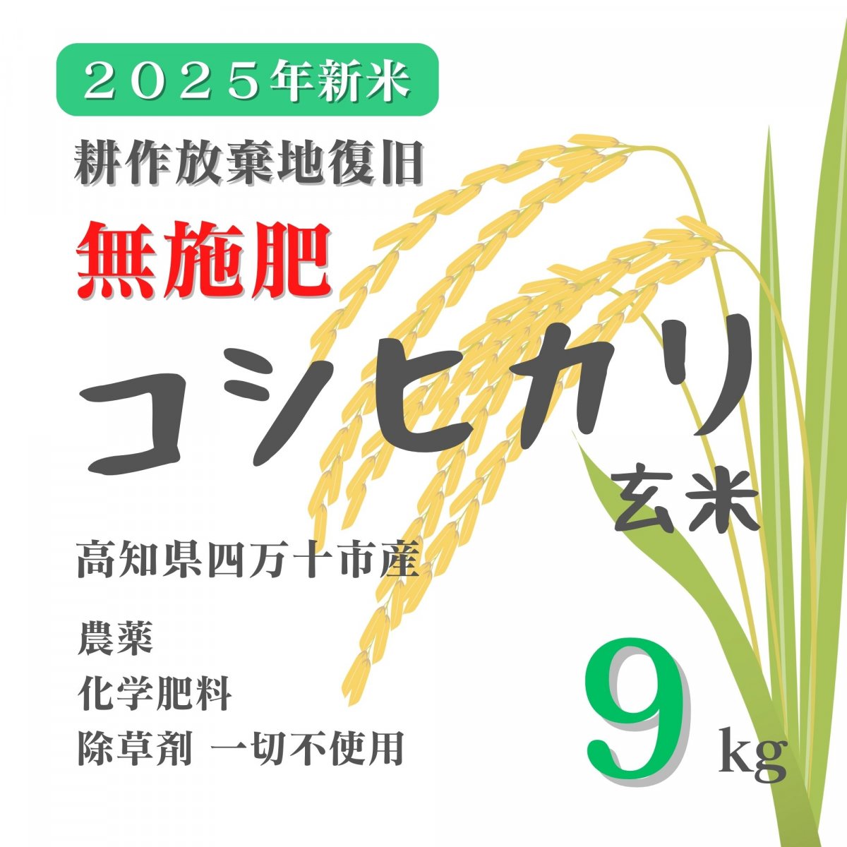 【高ポイント】★無施肥 耕作放棄地復旧 2025新米 コシヒカリ玄米 9kg 農薬・化学肥料・除草剤不使用 農家直送 高知県四万十市産 蕨岡の百姓 福留壯 自然栽培