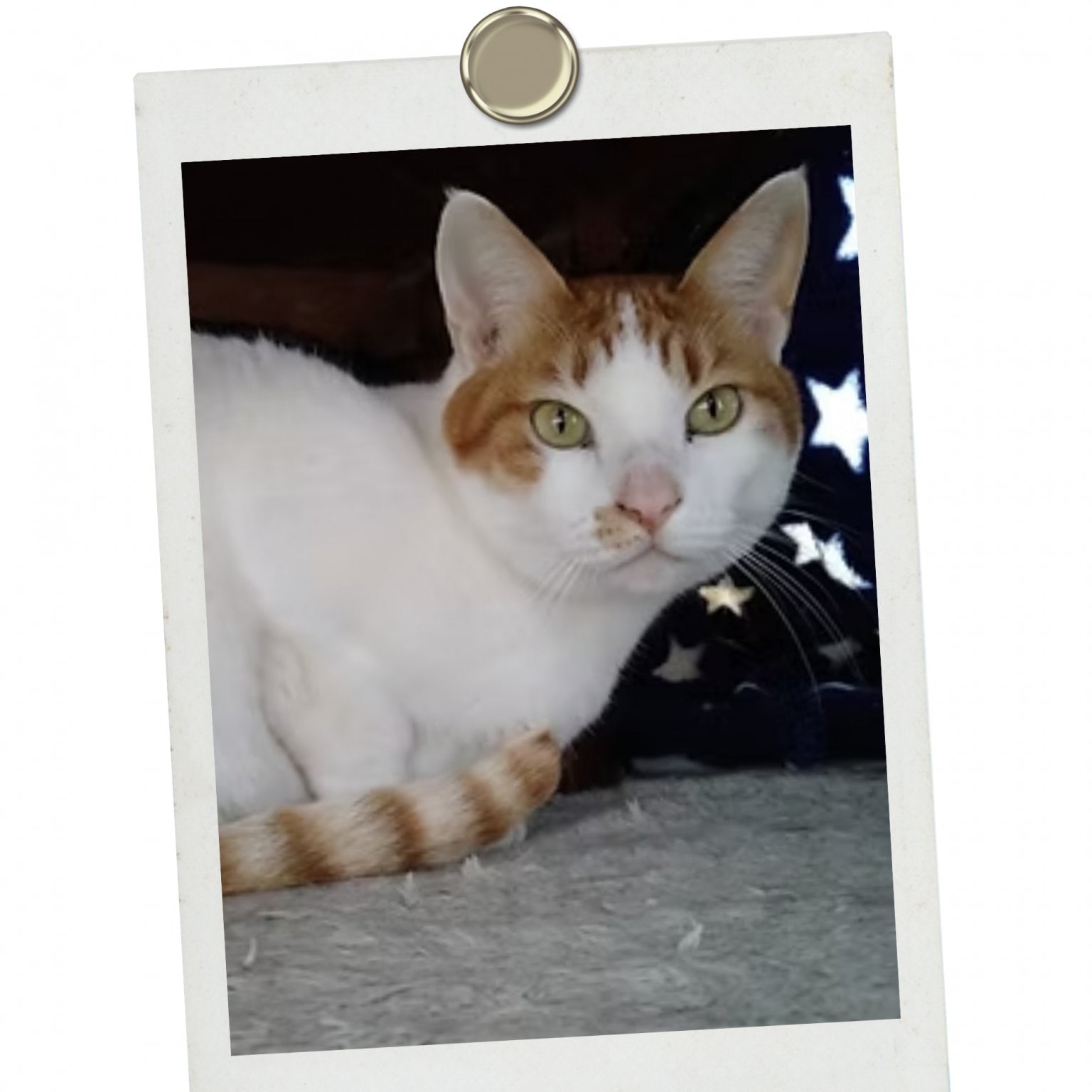 法人様【ペットの里】協賛チケット　500,000円