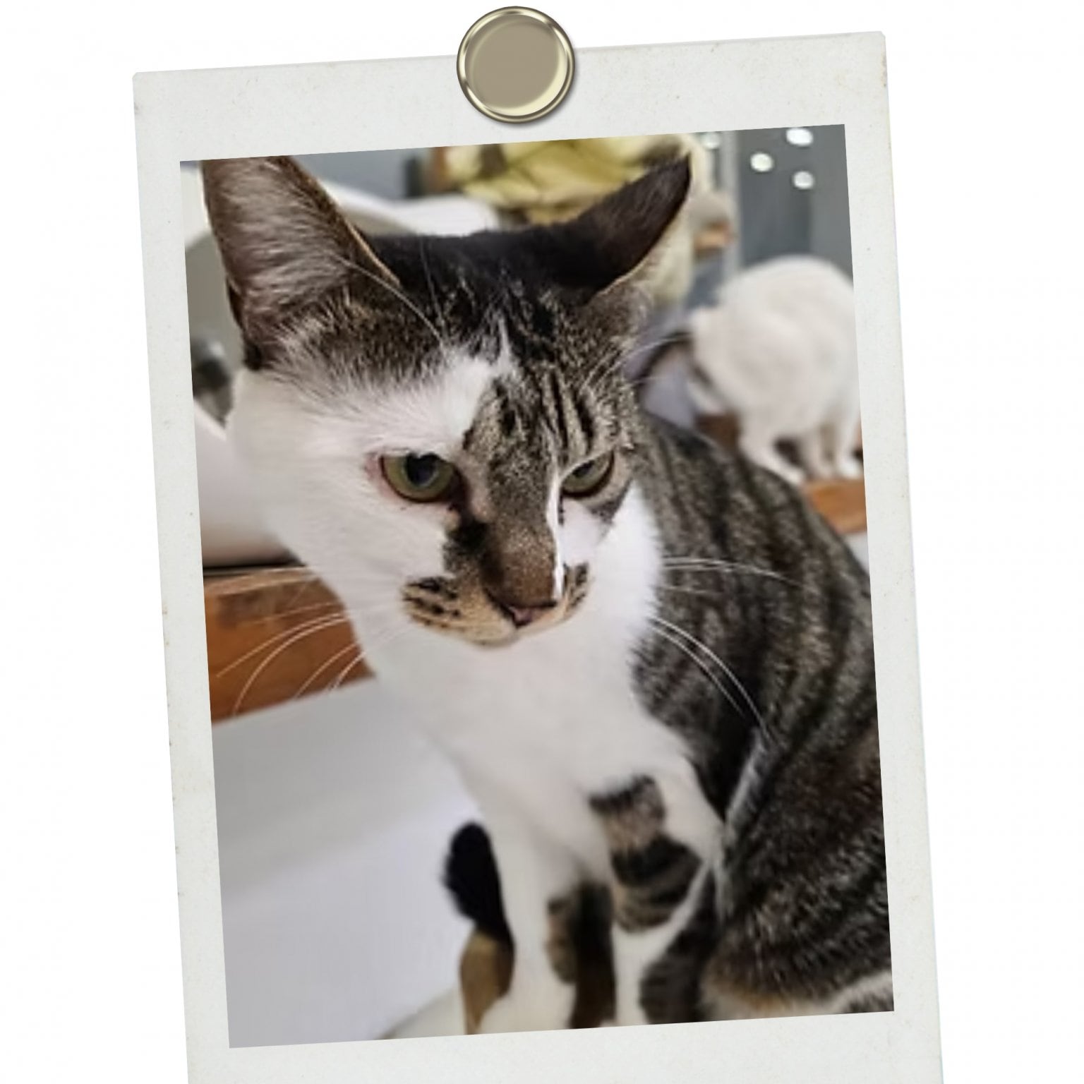 法人様【ペットの里】協賛チケット　1,000,000円