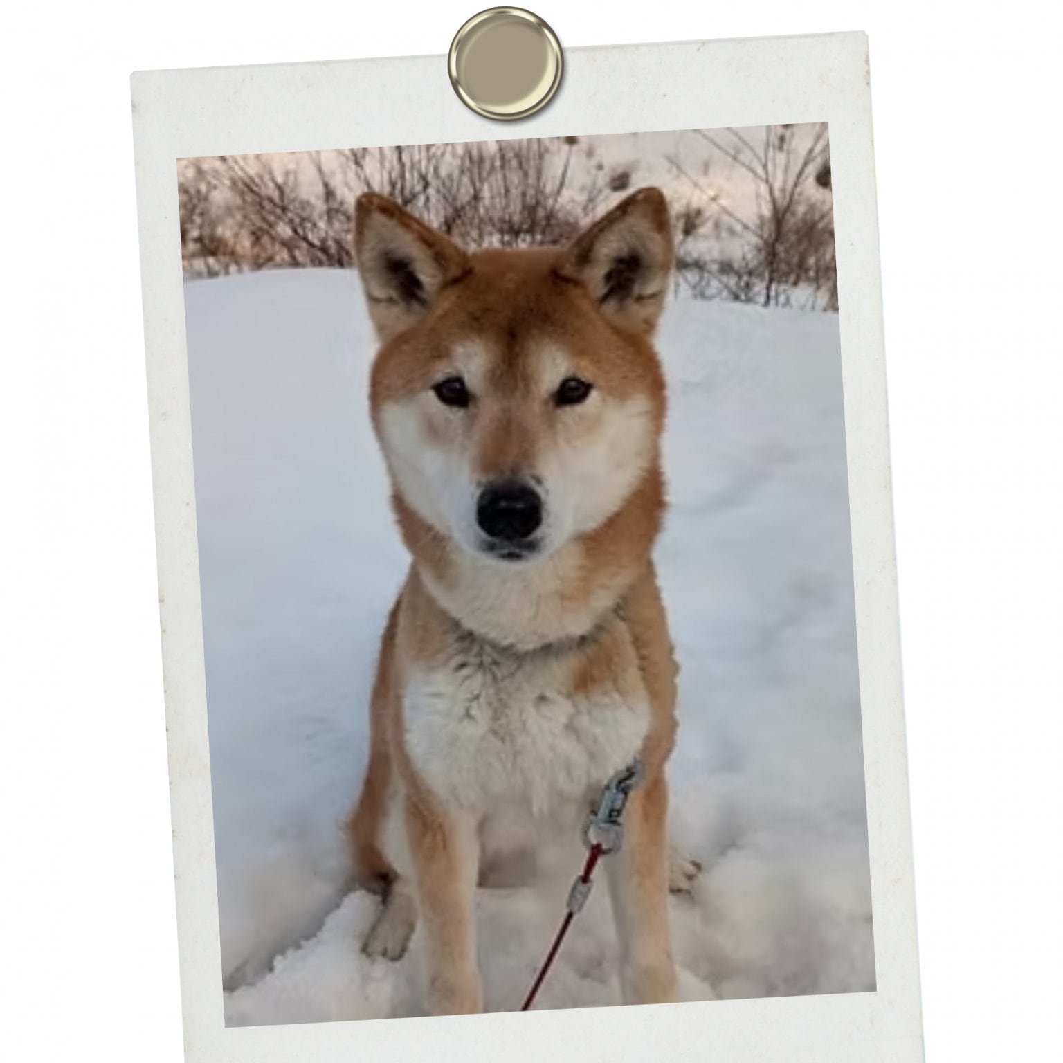 法人様【ペットの里】協賛チケット　100,000円