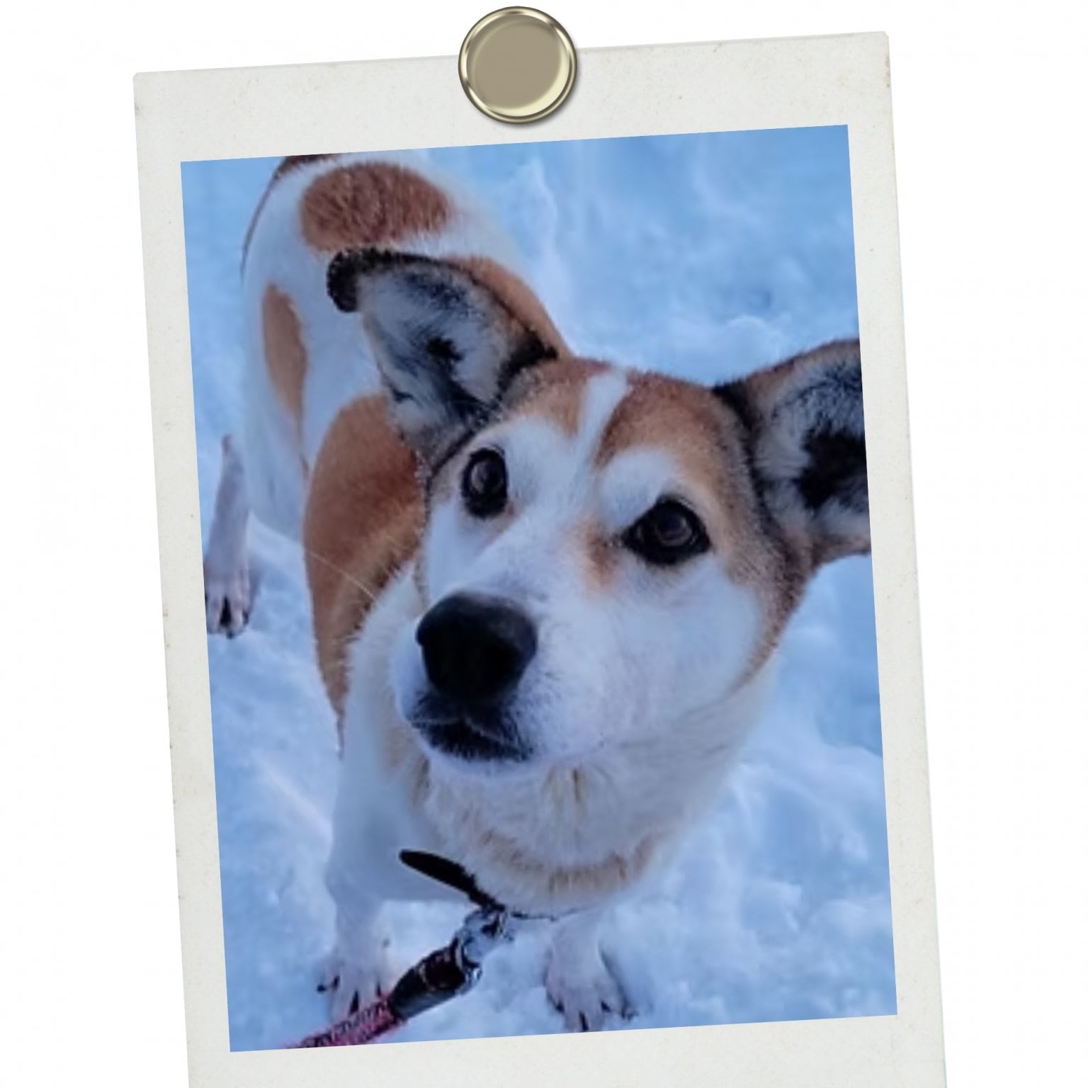 法人様【ペットの里】協賛チケット　500,000円