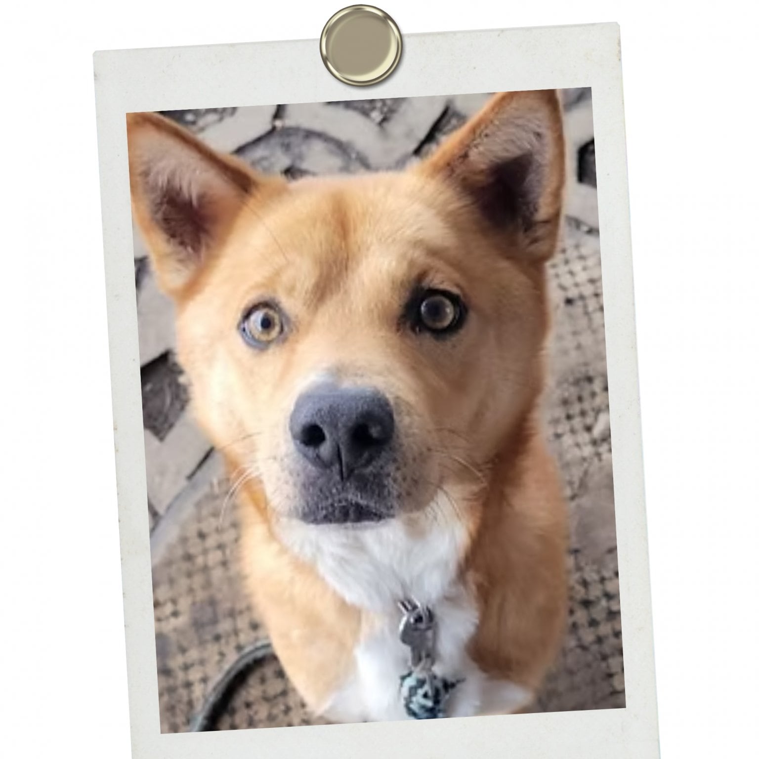 法人様【ペットの里】協賛チケット　1,000,000円