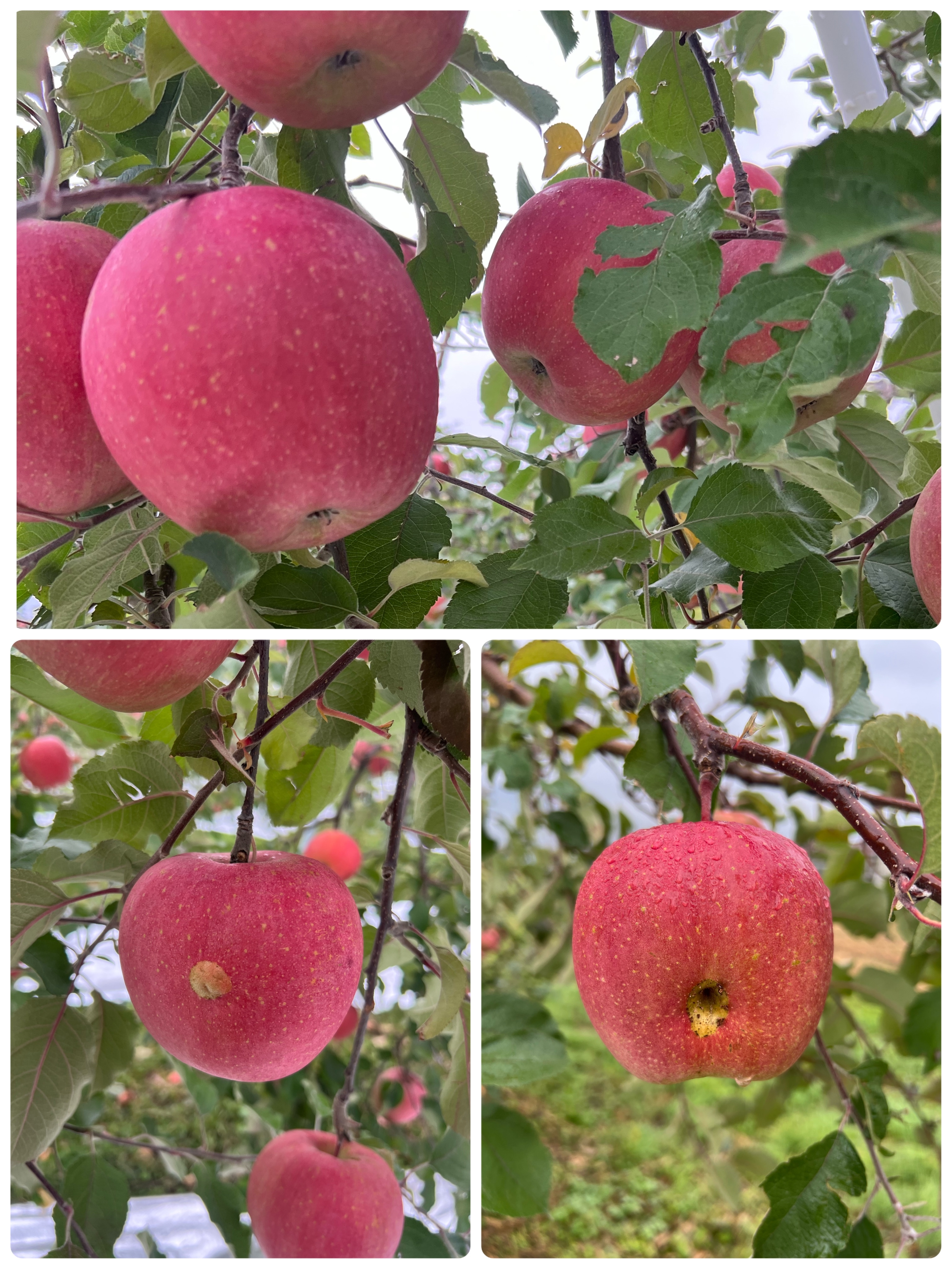 奇跡の金貨りんご3k（サンふじ）|信州ゆたか農園 | ツクツク